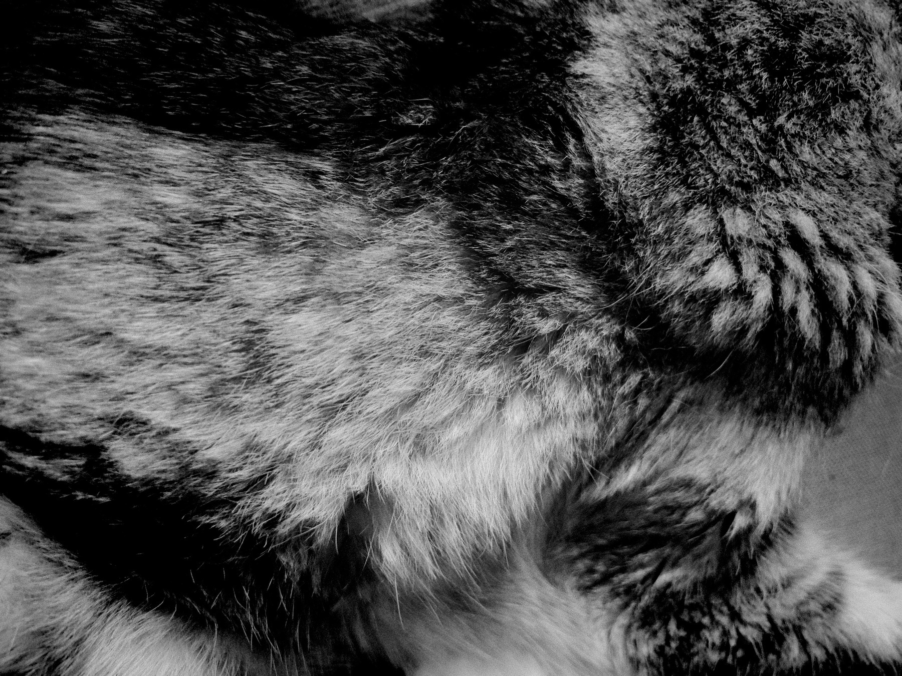 Black and white photo of cat’s fur.