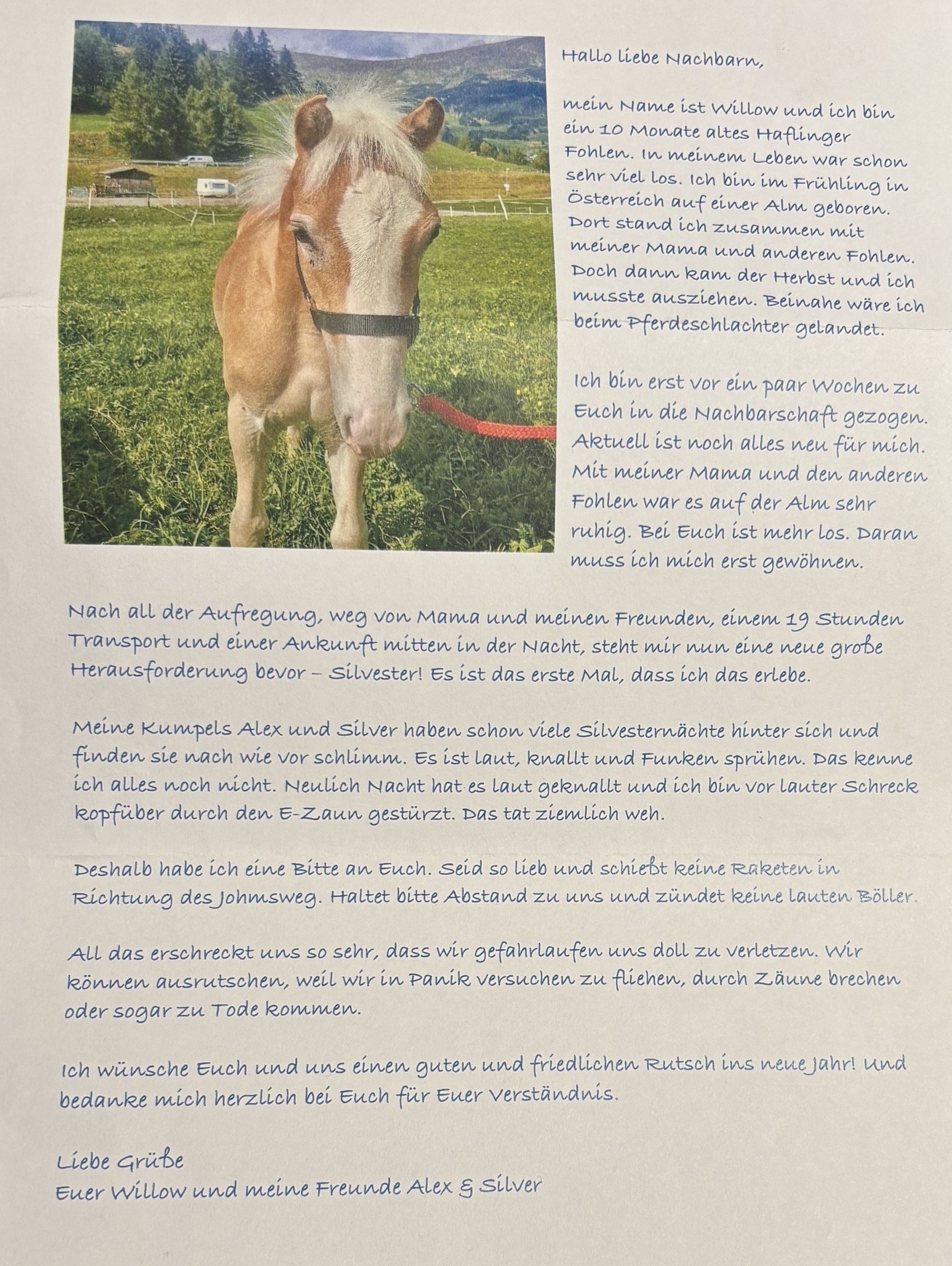 Hallo liebe Nachbarn,&10;mein Name ist Willow und ich bin ein 10 Monate altes Haflinger Fohlen. In meinem Leben war schon sehr viel los. Ich bin im Frühling in Österreich auf einer Alm geboren.&10;Dort stand ich zusammen mit meiner Mama und anderen Fohlen.&10;Doch dann kam der Herbst und ich musste ausziehen. Beinahe wäre ich beim Pferdeschlachter gelandet.&10;Ich bin erst vor ein paar Wochen zu Euch in die Nachbarschaft gezogen.&10;Aktuell ist noch alles neu für mich.&10;Mit meiner Mama und den anderen Fohlen war es auf der Alm sehr ruhig. Bei Euch ist mehr Los. Daran muss ich mich erst gewöhnen.&10;Nach all der Aufregung, weg von Mama und meinen Freunden, einem 19 Stunden Transport und einer Ankunft mitten in der Nacht, steht mir nun eine neue grobe Herausforderung bevor - Silvester! Es ist das erste Mal, dass ich das erlebe.&10;Meine Kumpels Alex und Silver haben schon viele silvesternächte hinter sich und finden sie nach wie vor schlimm. Es ist laut, knallt und Funken sprühen. Das kenne ich alles noch nicht. Neulich Nacht hat es laut geknallt und ich bin vor lauter Schreck kopfüber durch den E-Zaun gestürzt. Das tat ziemlich weh.&10;Deshalb habe ich eine Bitte an Euch. Seid so lieb und schiebt keine Raketen in Richtung des Johmsweg. Haltet bitte Abstand zu uns und zündet keine lauten Böller.&10;All das erschreckt uns so sehr, dass wir gefahrlaufen uns doll zu verletzen. Wir können ausrutschen, weil wir in Panik versuchen zu fliehen, durch Zäune brechen oder sogar zu Tode kommen.&10;Ich wünsche Euch und uns einen guten und friedlichen rutsch ins neue jahr! und bedanke mich herzlich bei Euch für Euer Verständnis.&10;Liebe Grüße&10;Euer Willow und meine Freunde Alex & Silver