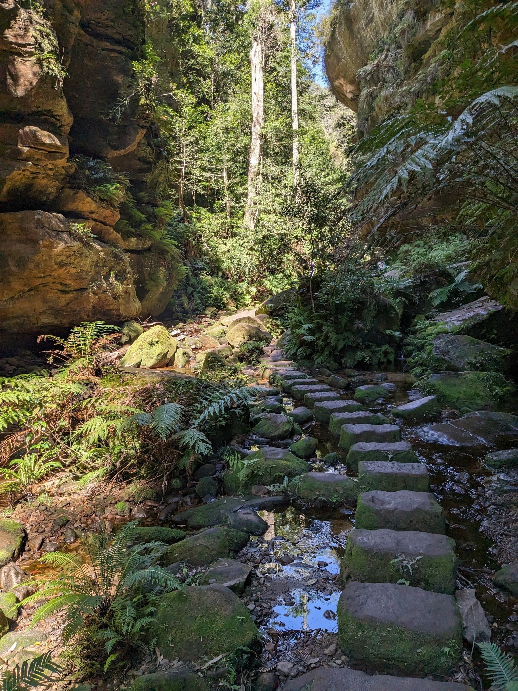 Blue mountains grand canyon. Stone steps surrounded by green rain forest.