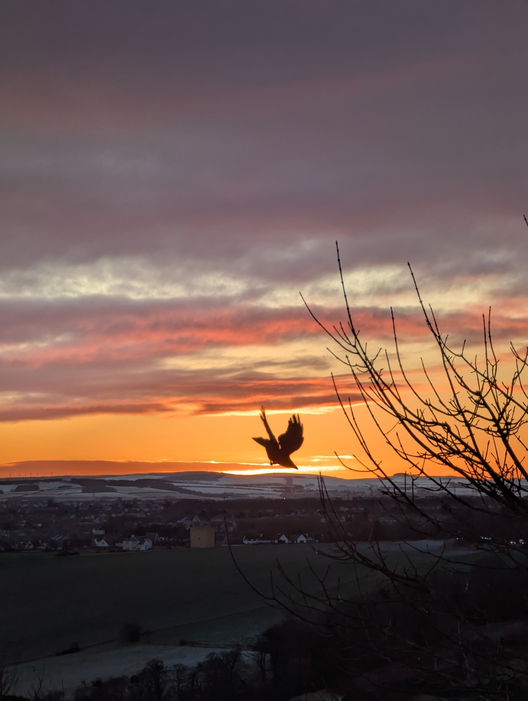 A bird swoops from a tree in front of an orange sunrise