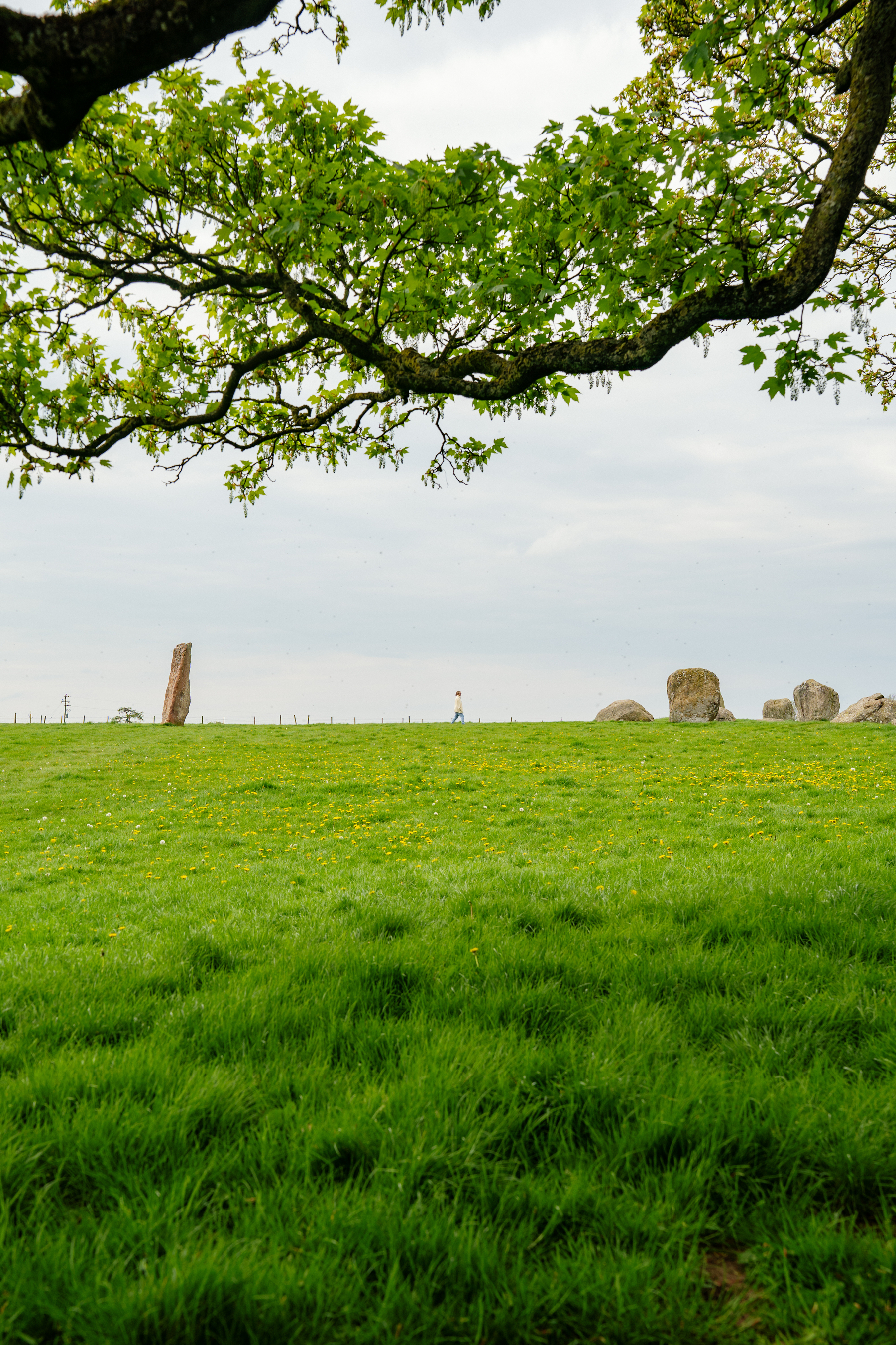 A grassy field with scattered standing stones, a tall one alone to the left, a person walking between them surrounded by a branch of a leafy tree.