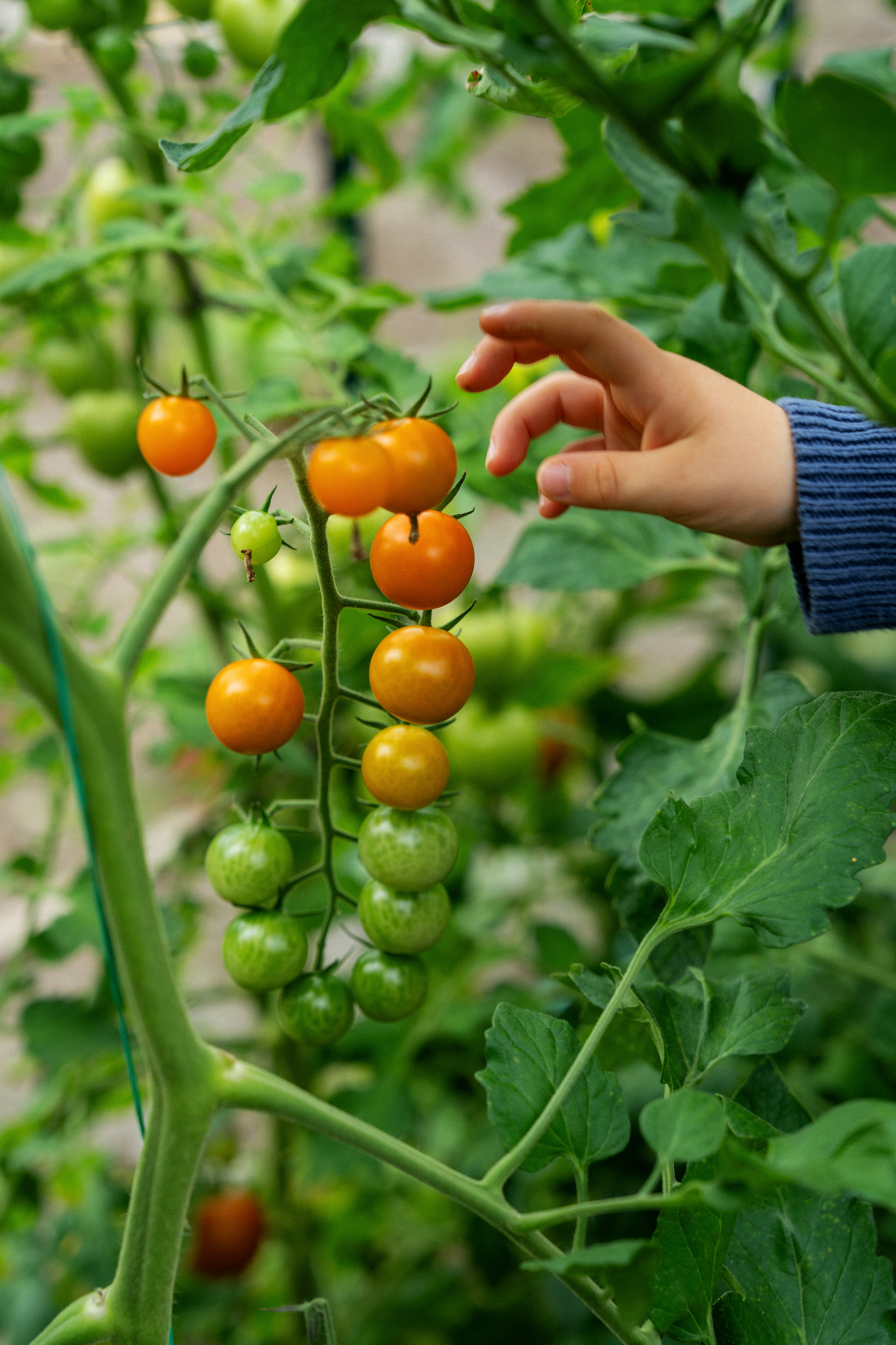 A child's hand reaches towards a cluster of ripening cherry tomatoes growing on a vine.