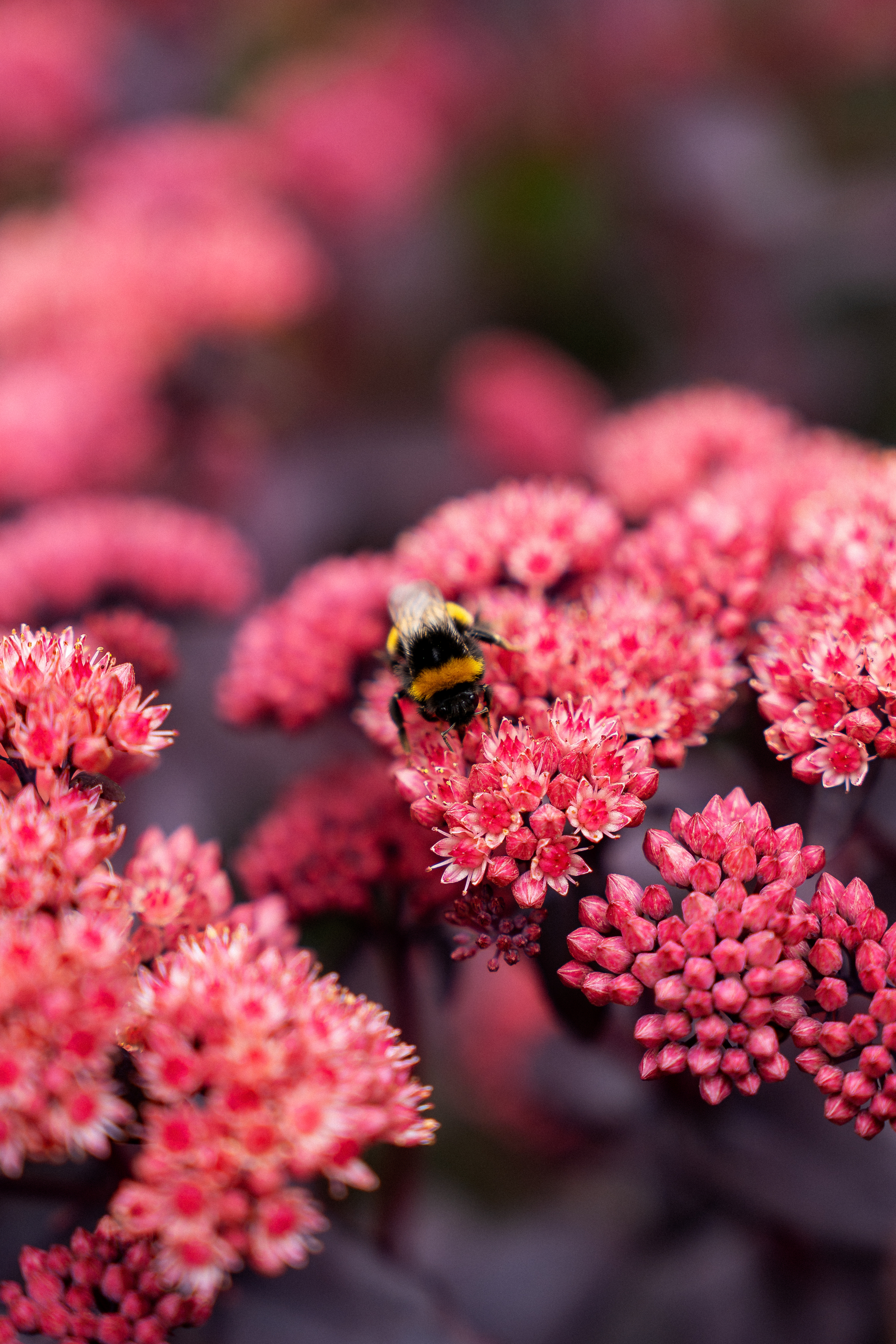 A bumblebee is perched on a cluster of small, vibrant pink flowers amidst a blurred background of similar blooms.