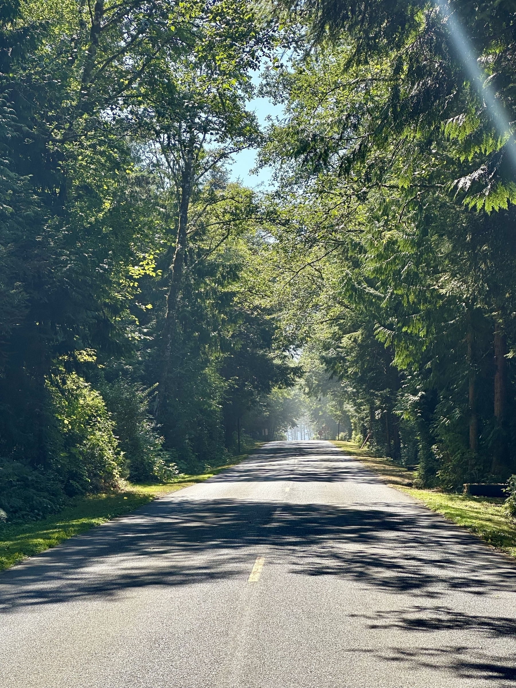 A tunnel of broadleaf trees on the two lane road leading to the public access at Cape Lookout State Park, Oregon. 