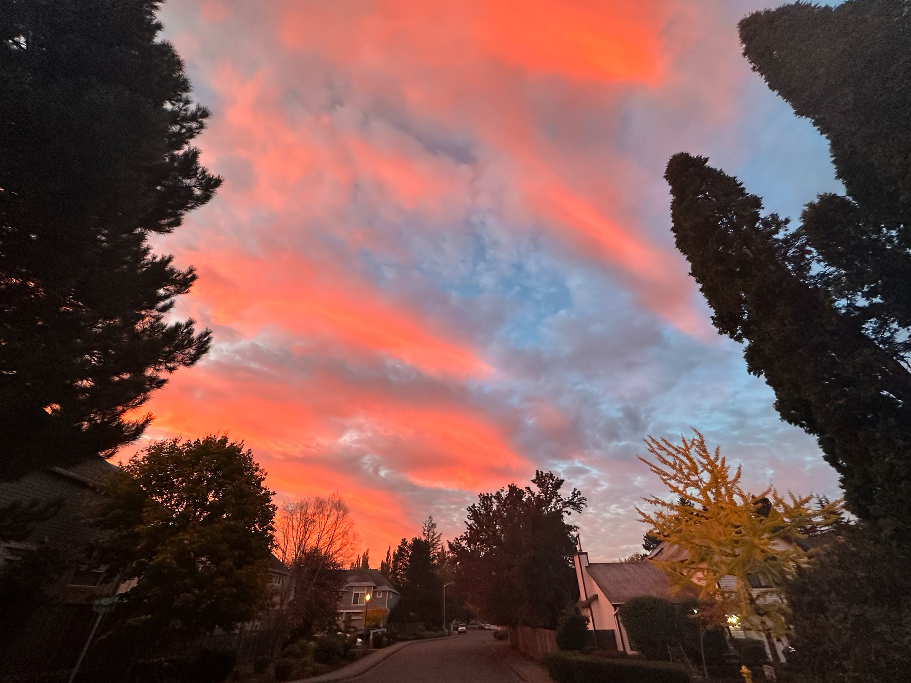 an early morning shot of the sky in a residential neighborhood with bright pink clouds.
