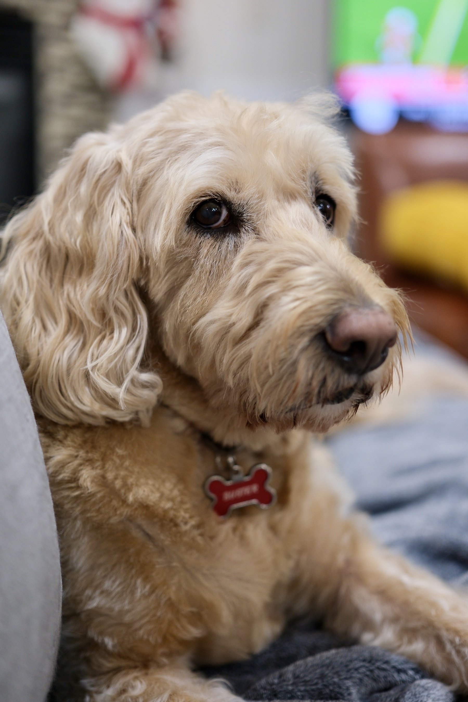 A fluffy dog with a red bone-shaped tag is lounging indoors on a soft surface.