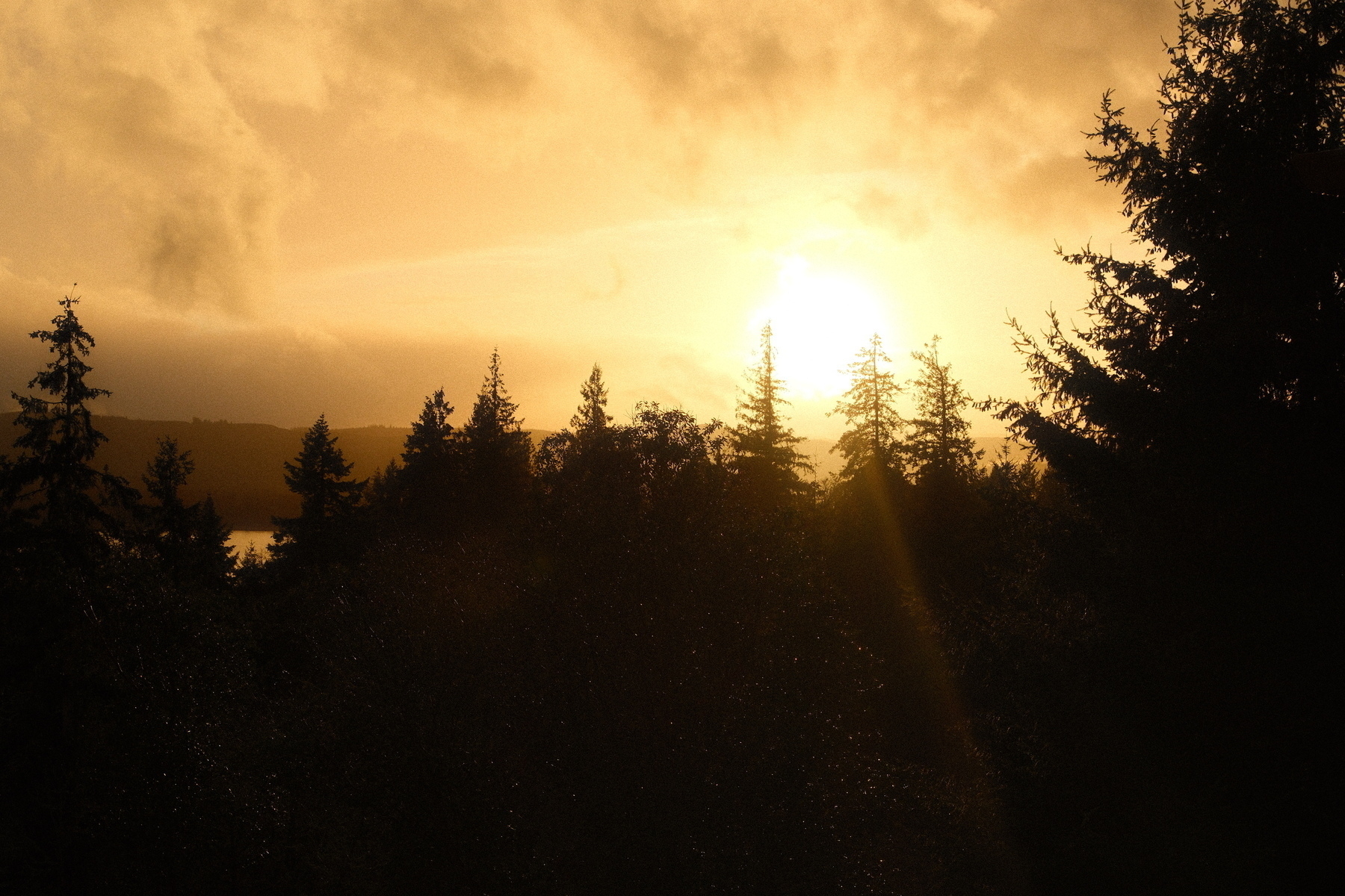 A forest landscape is silhouetted against a golden sunset.