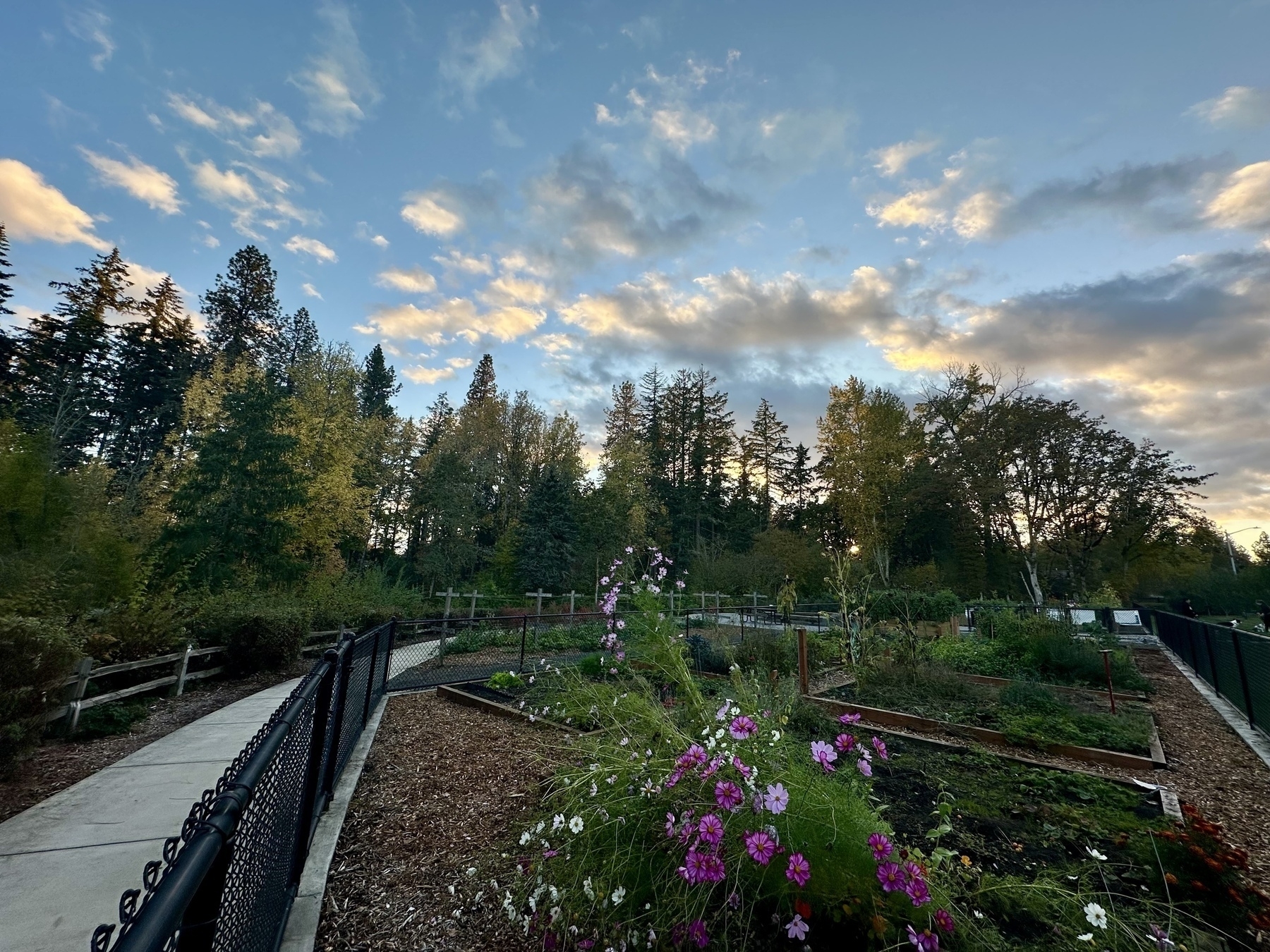 A garden with colorful flowers is surrounded by trees under a cloudy sky at sunset.