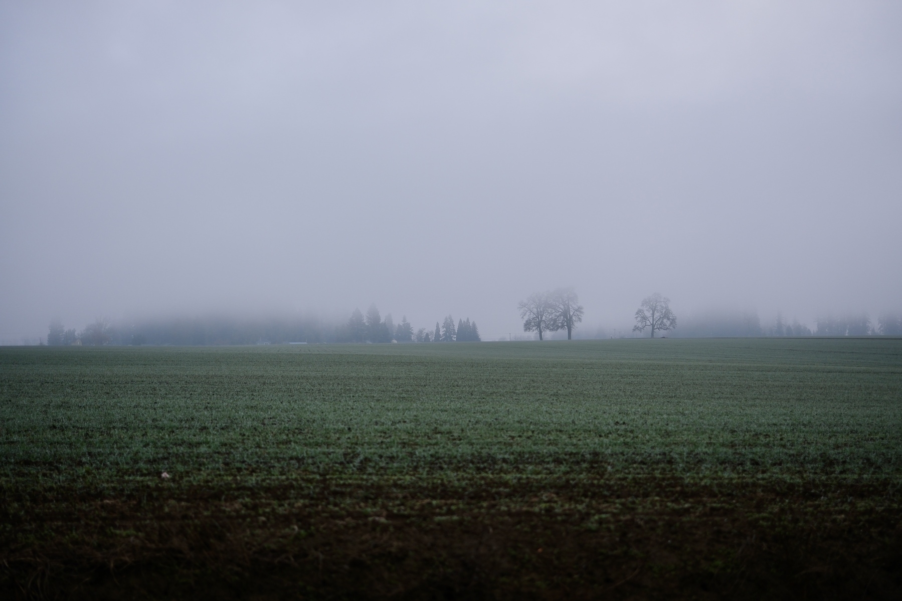 A foggy field stretches into the distance with a few trees silhouetted against the gray sky.