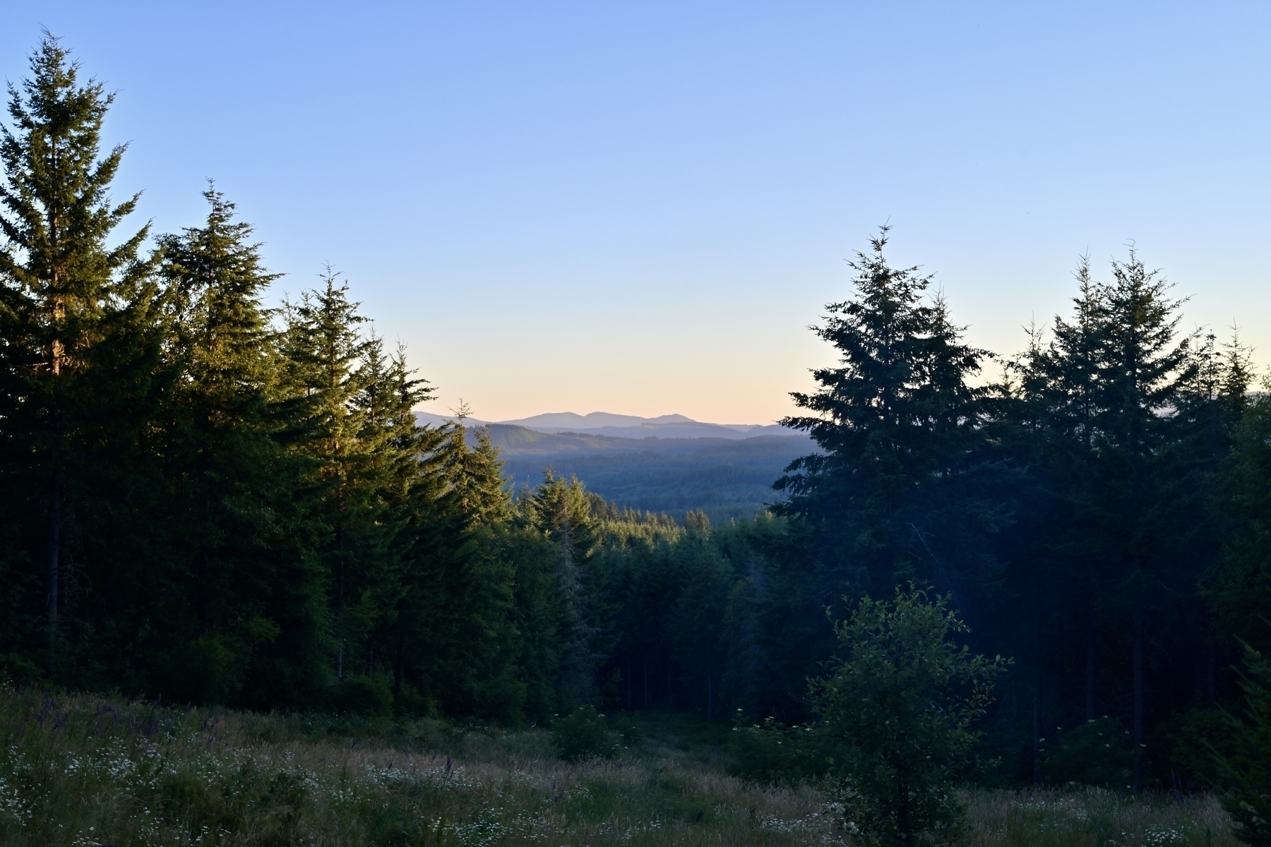 A serene landscape features a forested area with tall trees and distant mountains under a clear, twilight sky.