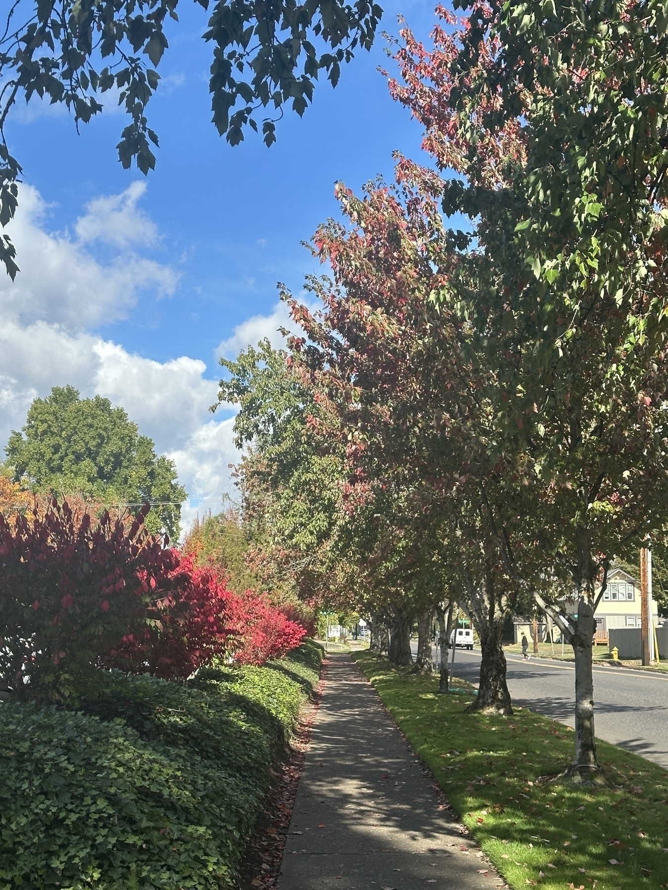 A tree-lined sidewalk is surrounded by lush greenery and colorful foliage under a partly cloudy sky.