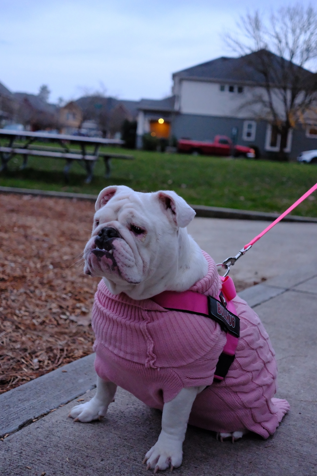 A bulldog wearing a pink sweater and harness is sitting on a park pathway.