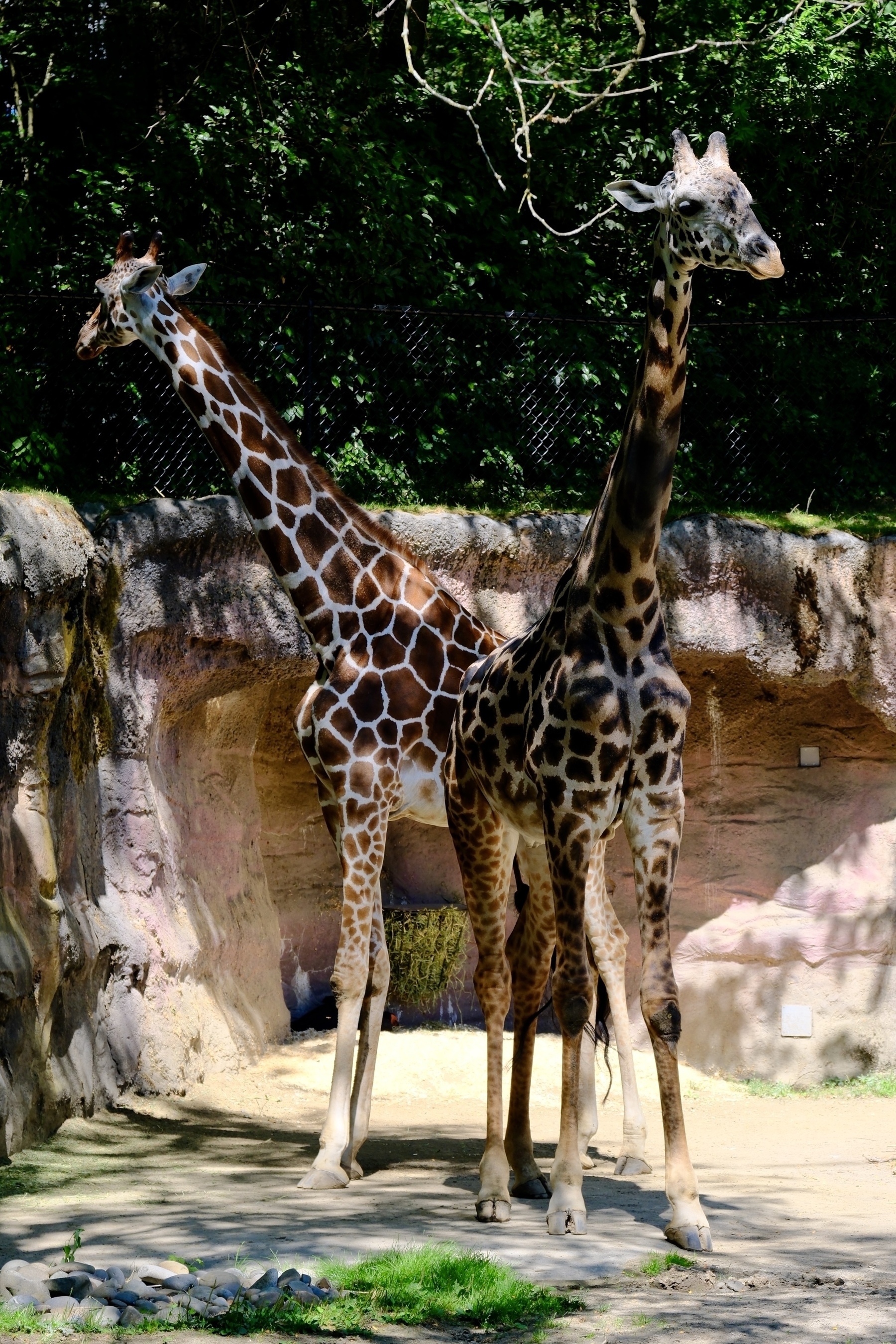 Two giraffes standing next to each other in a zoo with a rock wall and trees in the background.