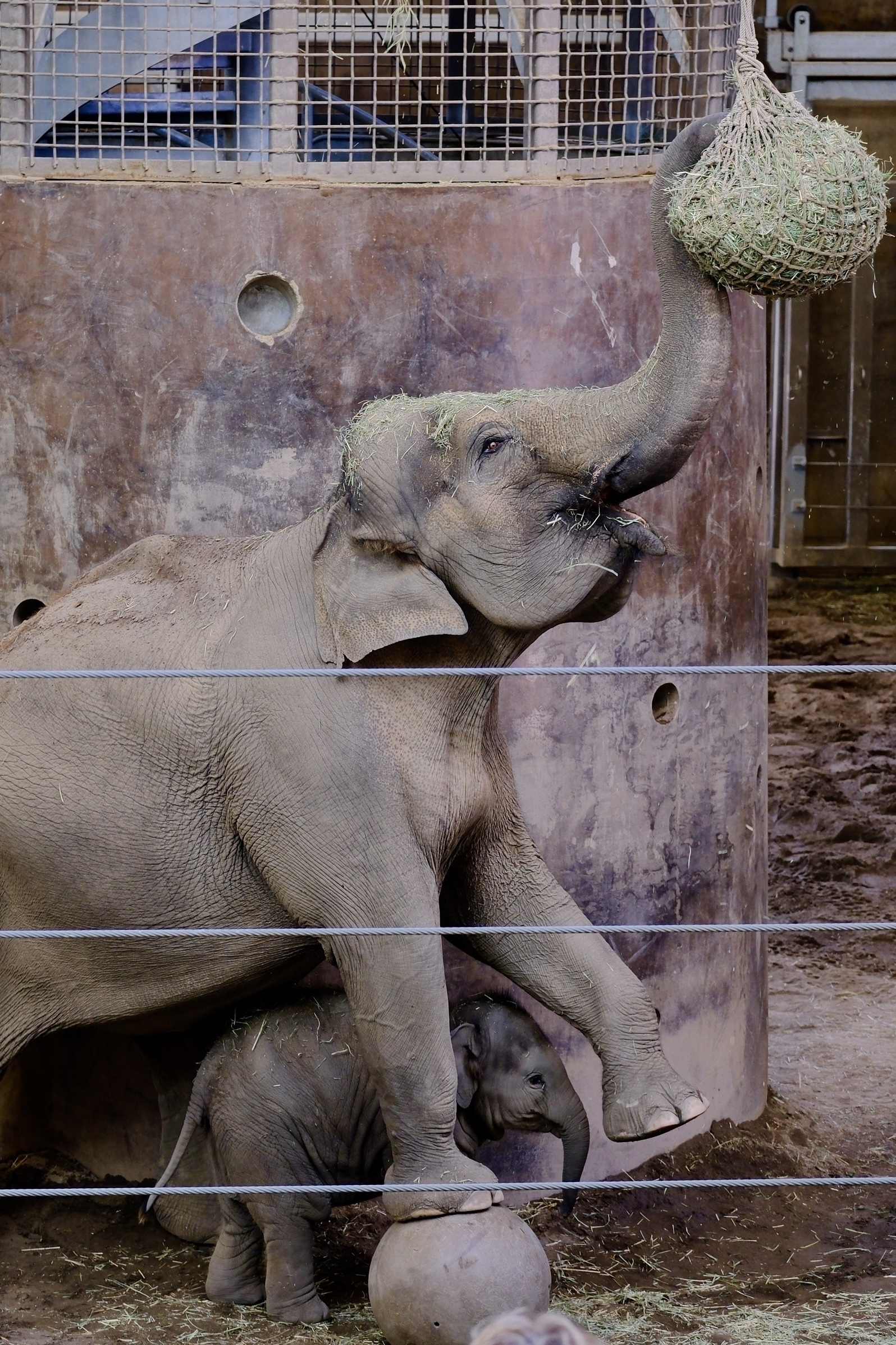 An adult elephant is reaching up with its trunk to a suspended bundle of hay, while a baby elephant stands closely underneath.