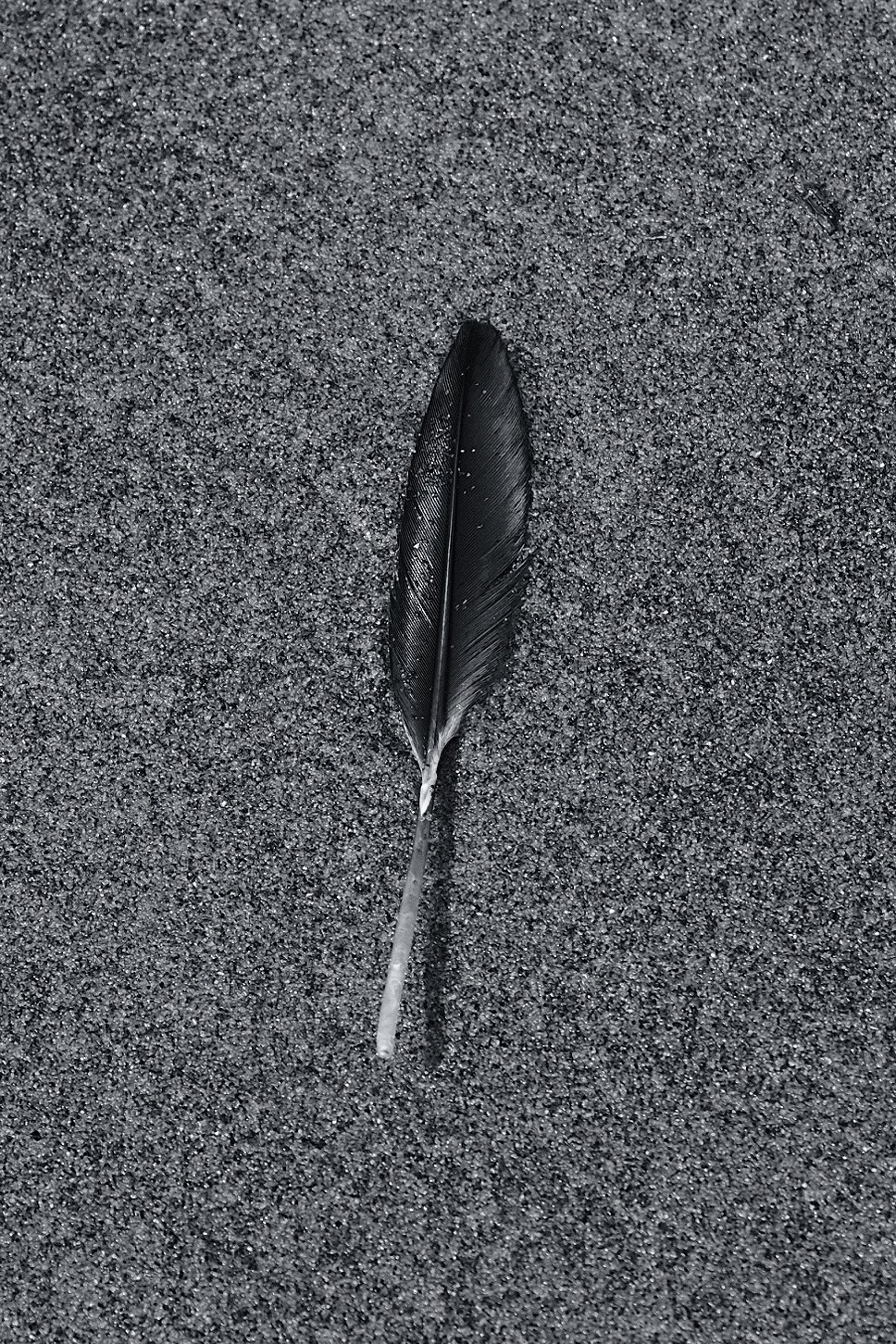 A single dark feather rests on a textured, sandy surface.