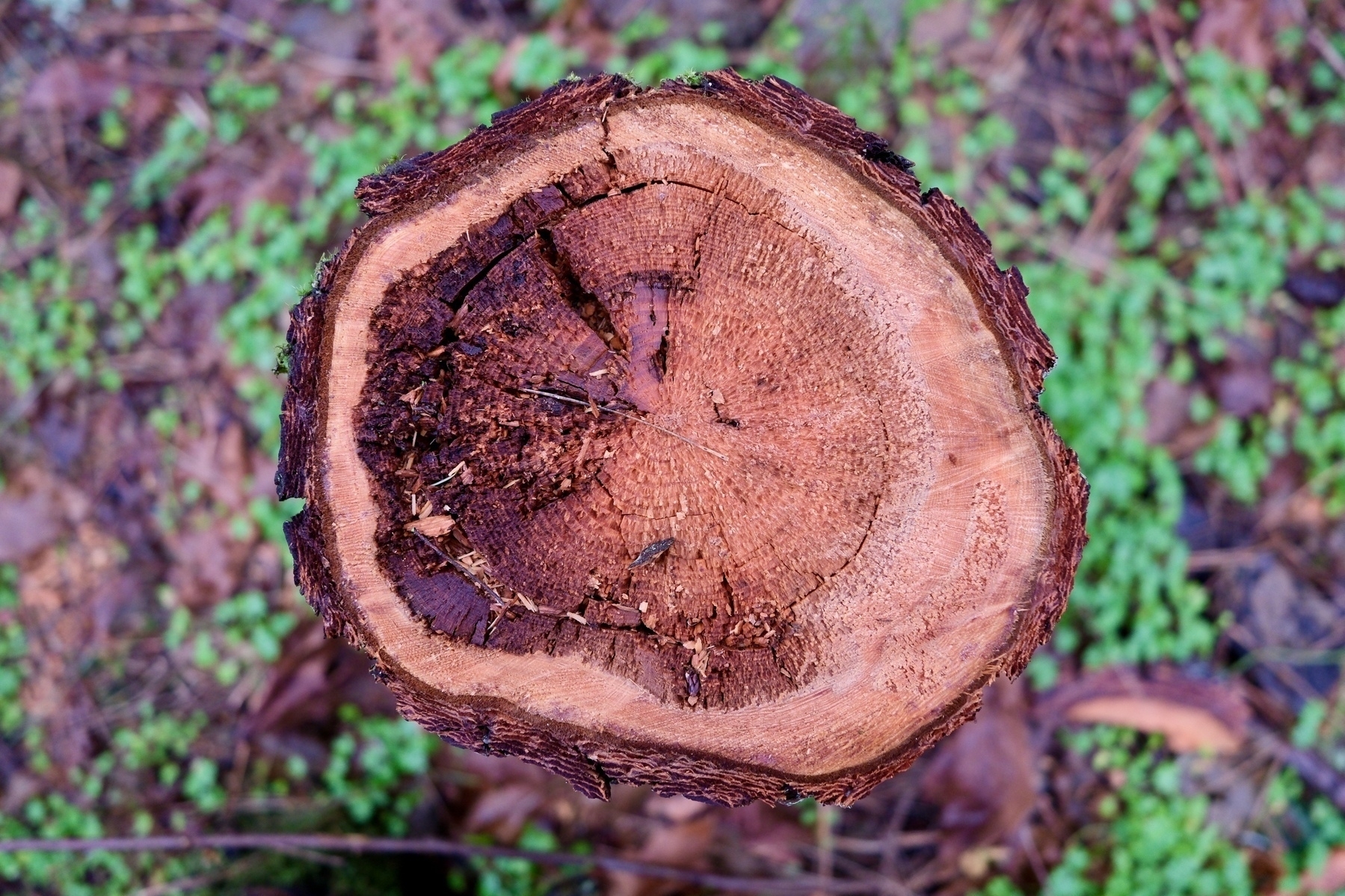 A cross-section of a tree trunk shows growth rings and rough bark edges.