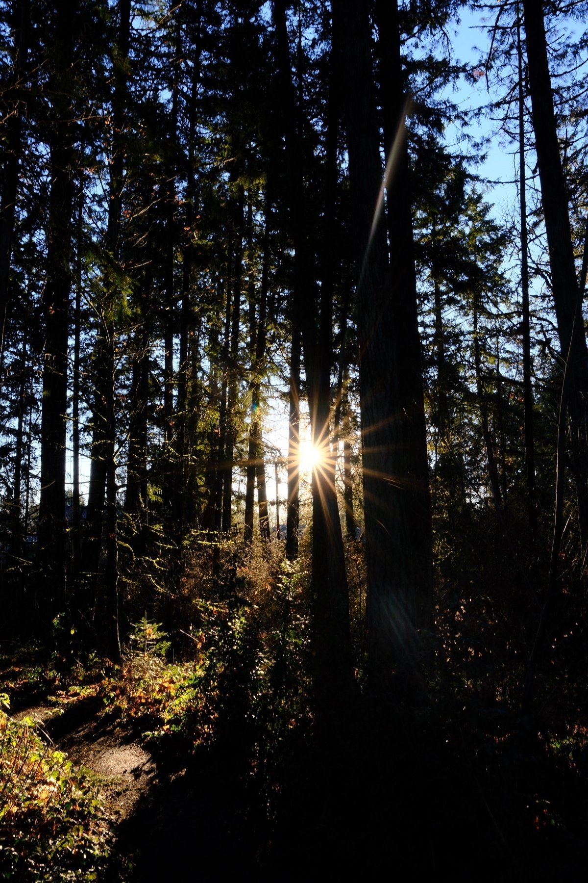 Sunlight filters through tall trees in a dense forested park in metro Portland, creating a serene and natural atmosphere.