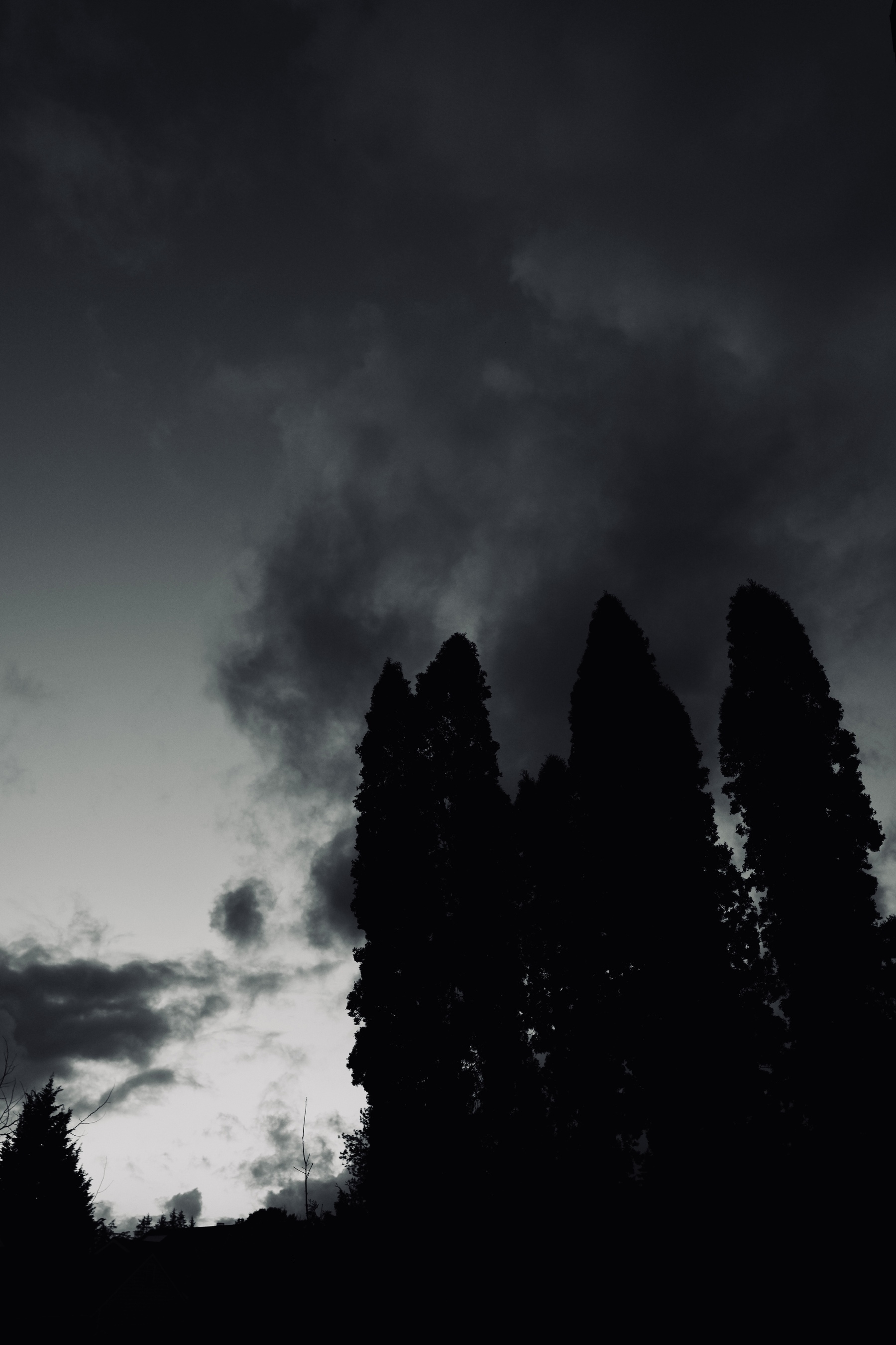 Dark, towering silhouettes of trees stand against a moody, cloud-filled sky at dusk.