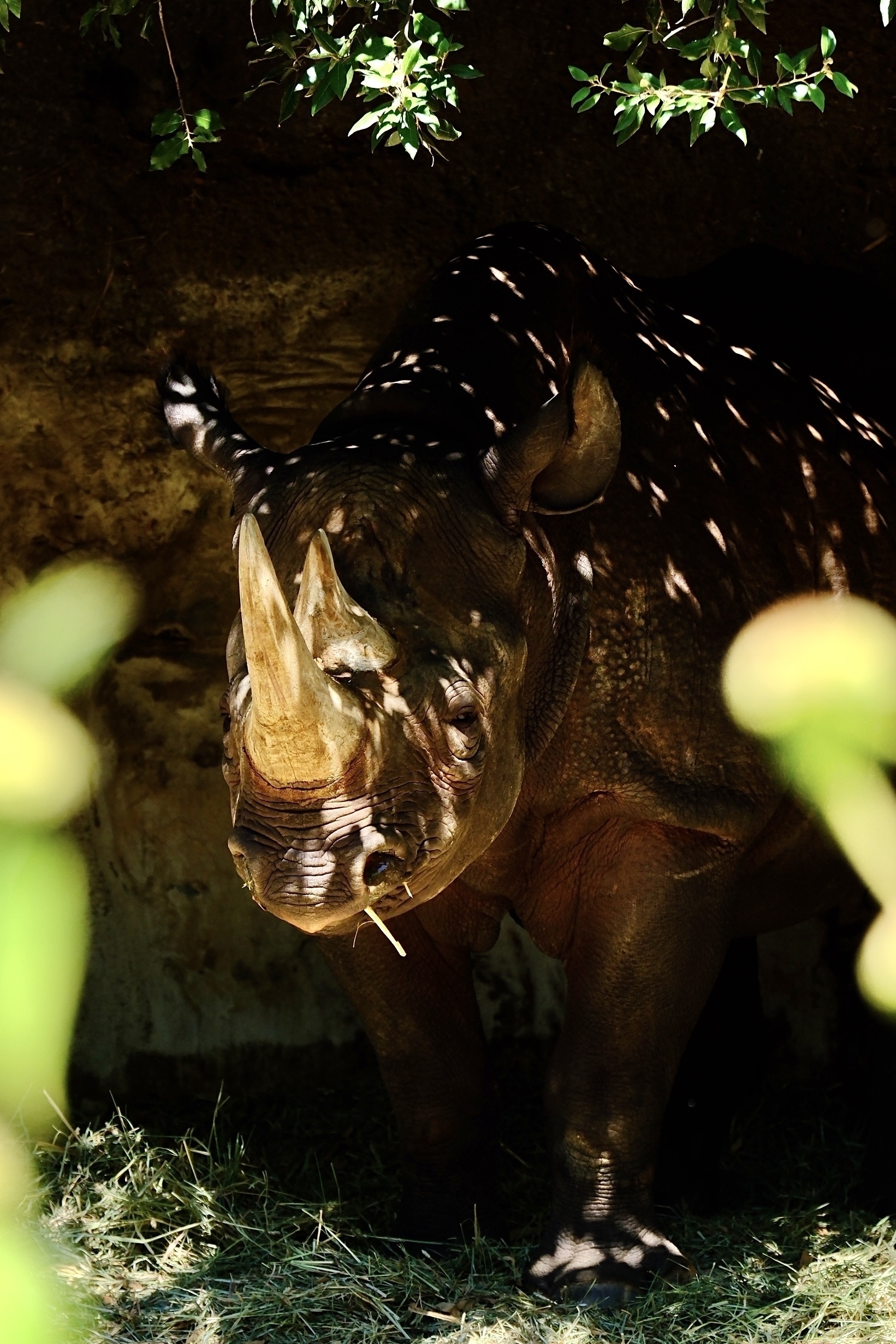 A rhinoceros stands partially shaded by foliage in a dimly lit natural setting.