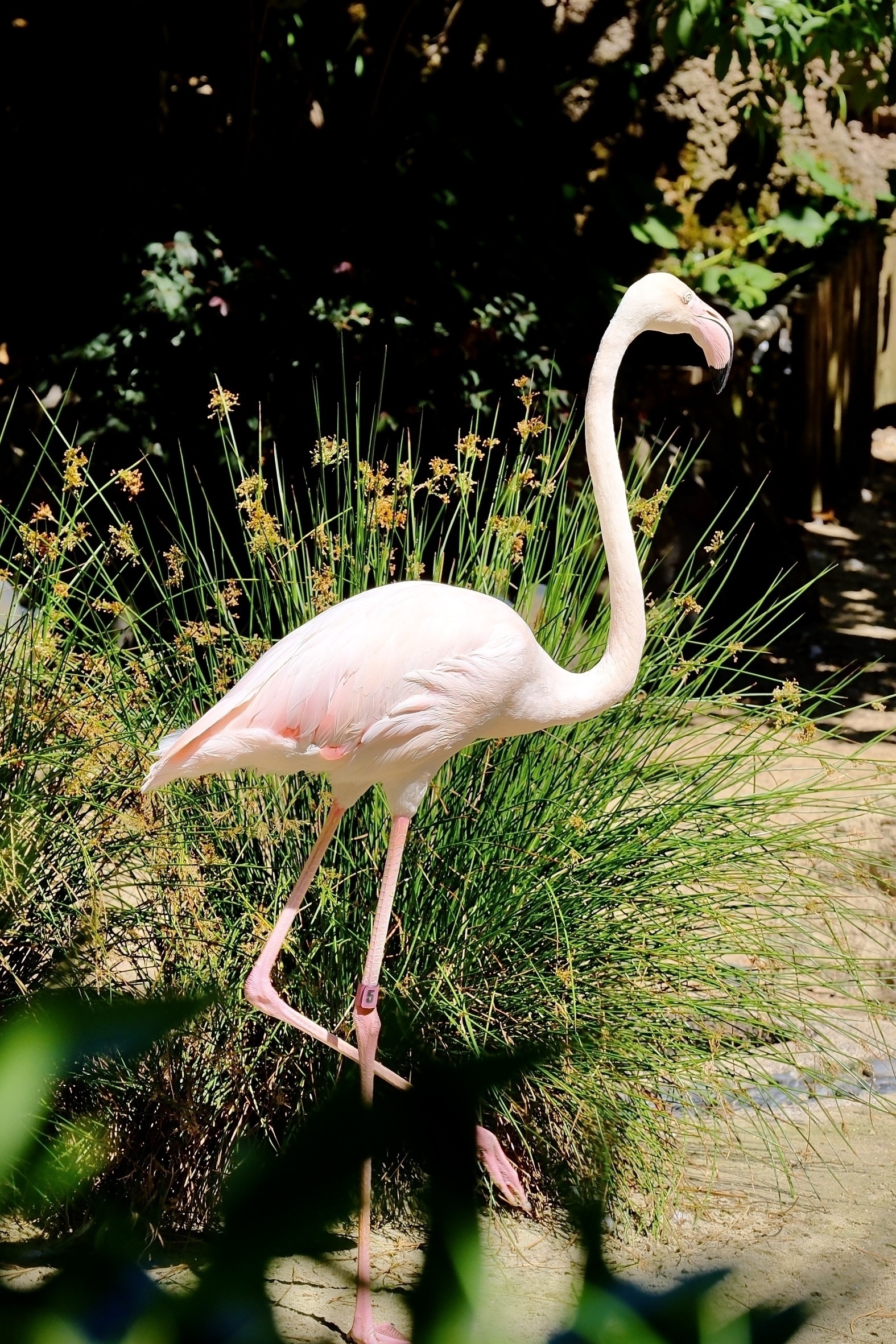 A flamingo stands gracefully on one leg amidst tall grasses in a lush, sunlit environment.