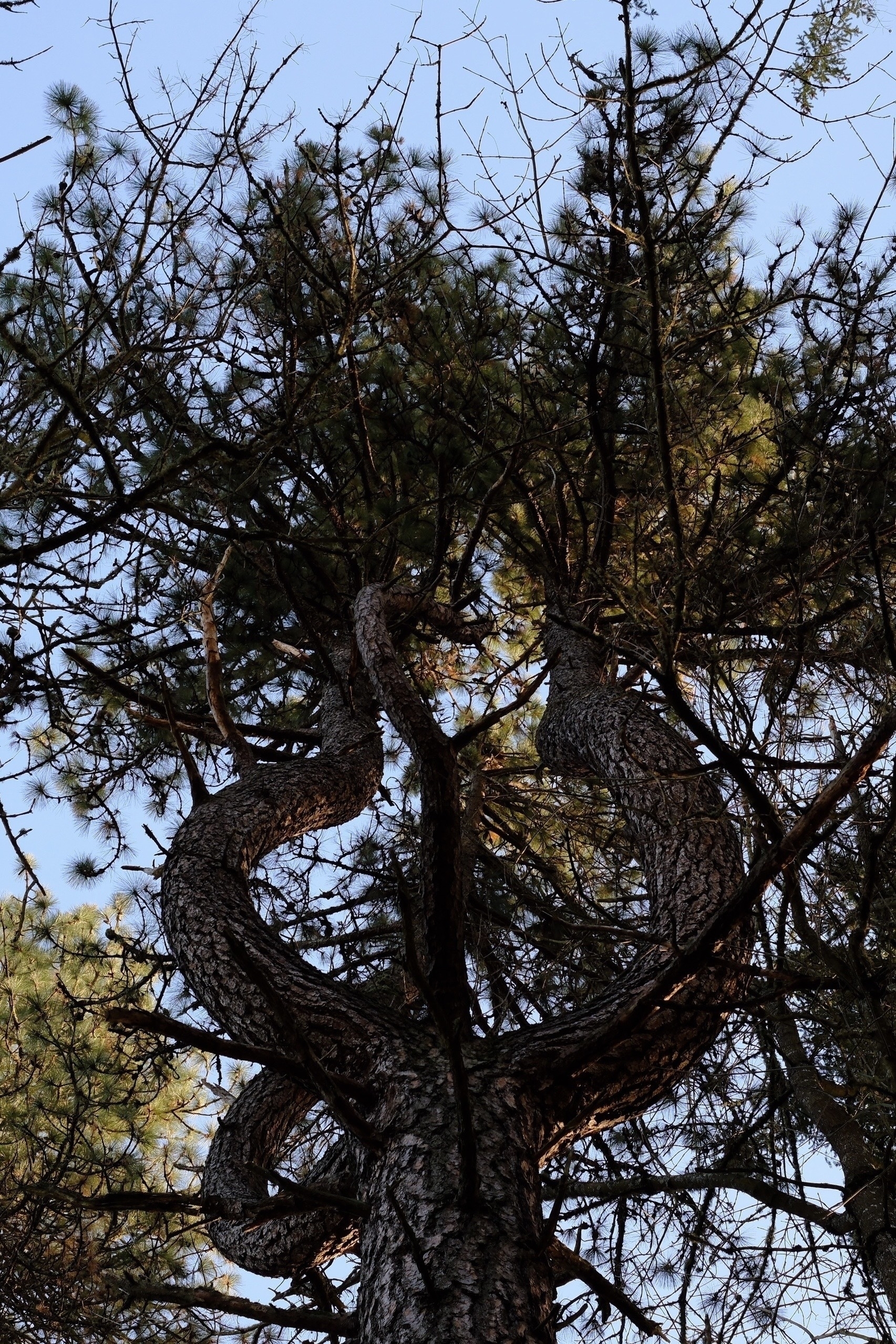 Looking up at the twisting branches of a tall evergreen tree against a clear sky.