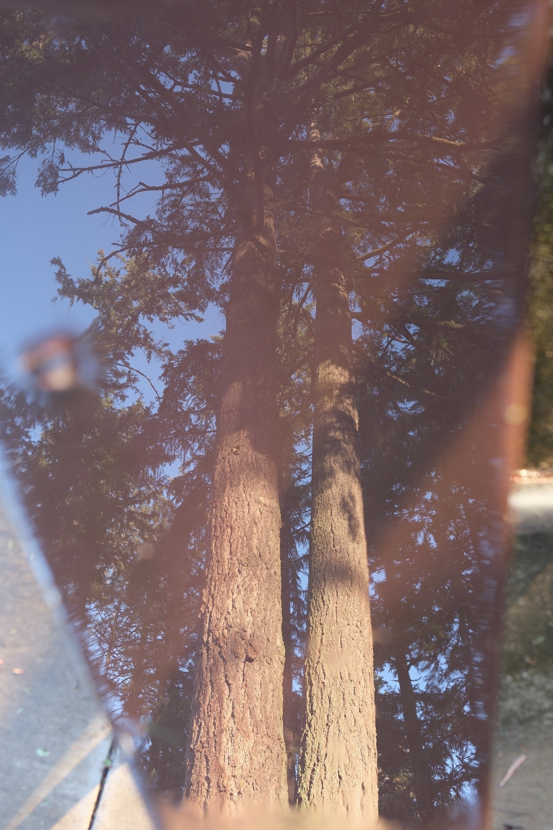 Tall trees are reflected in a puddle of water on a park bench. 