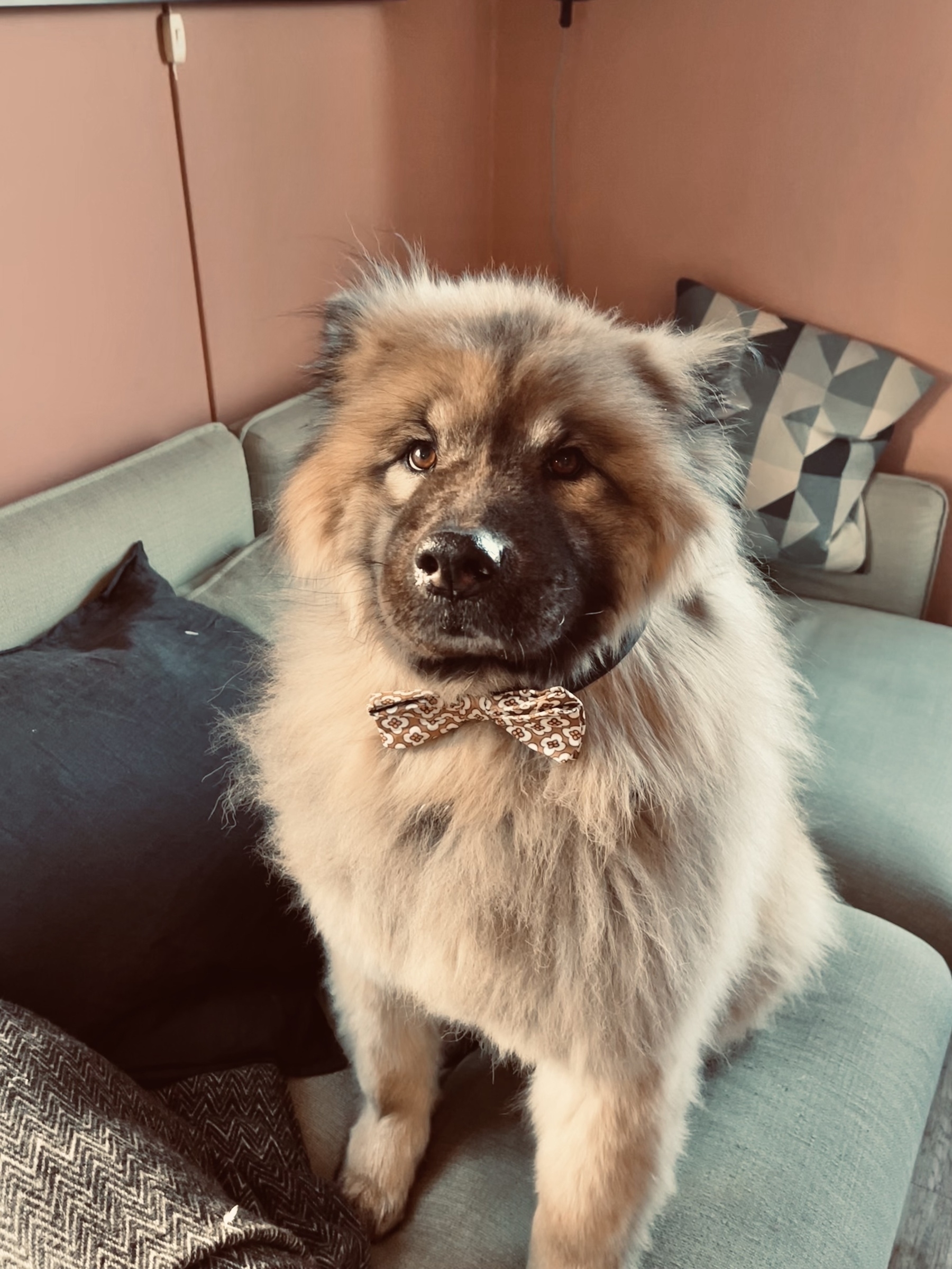 Red fawn coloured eurasier, sitting in a couch. He has a brown bowtie.