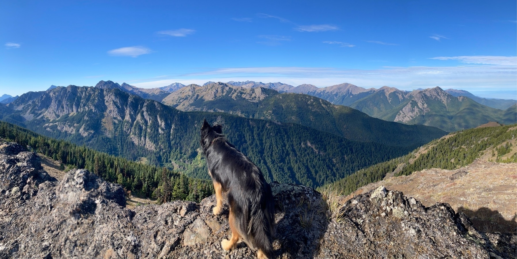 A dog in the foreground, looking at a mountain range in the distance under a blue sky