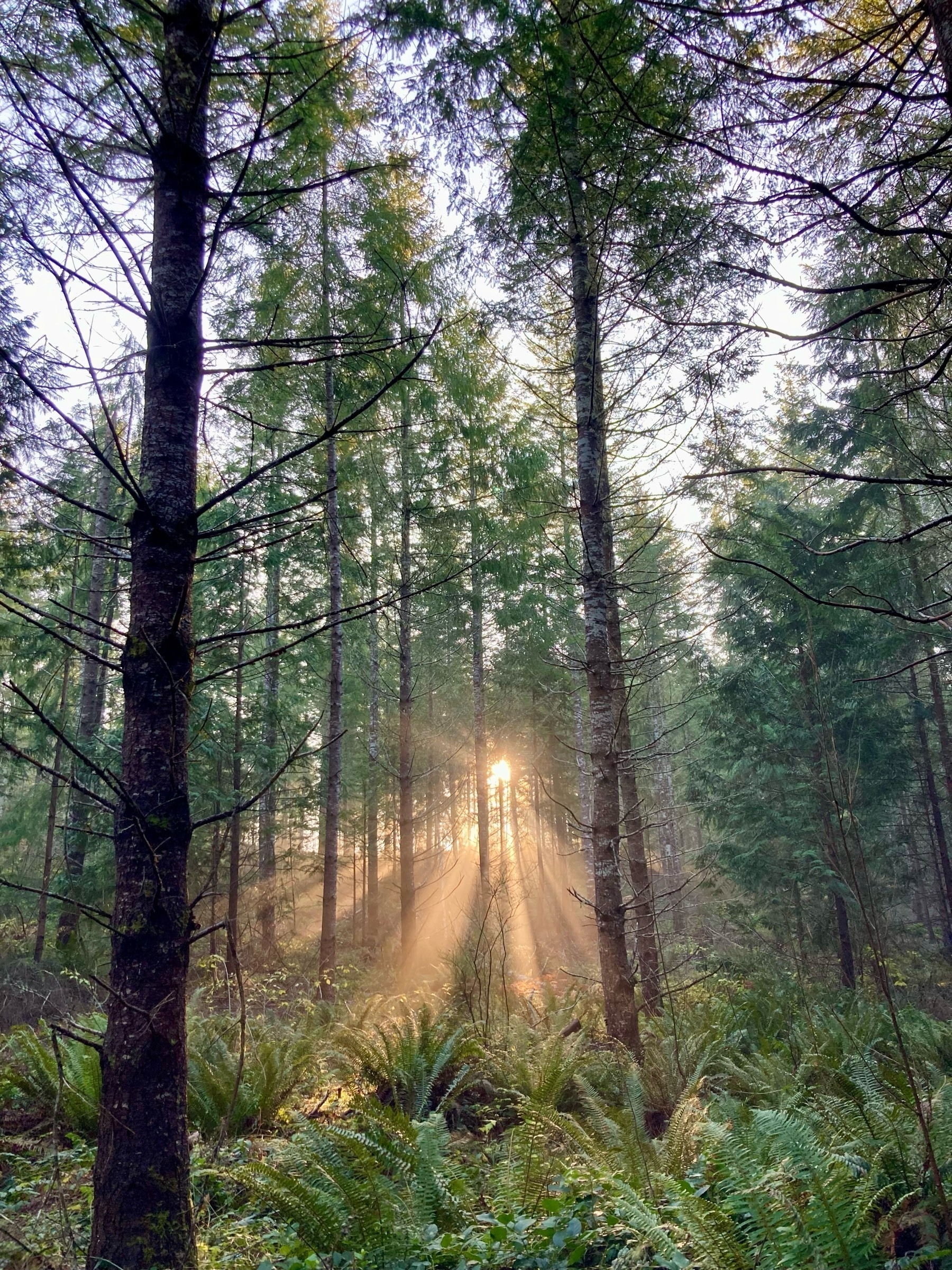 sunlight streaming through a forest