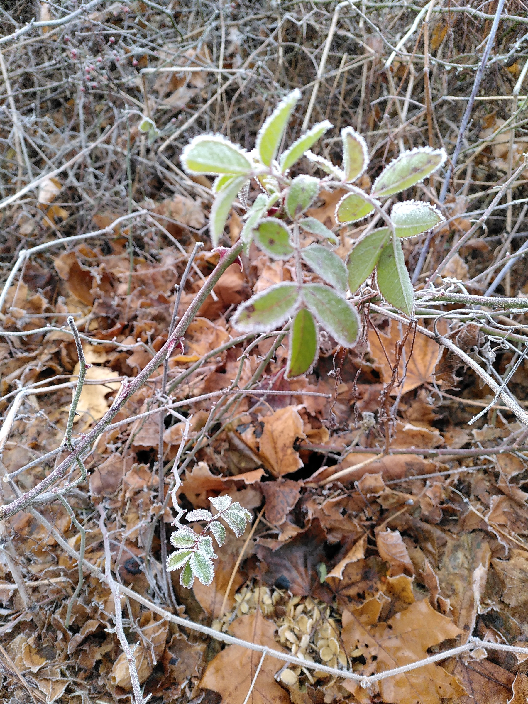 Close up of frost lined bramble branch  against a background of brown leaves on the ground. 