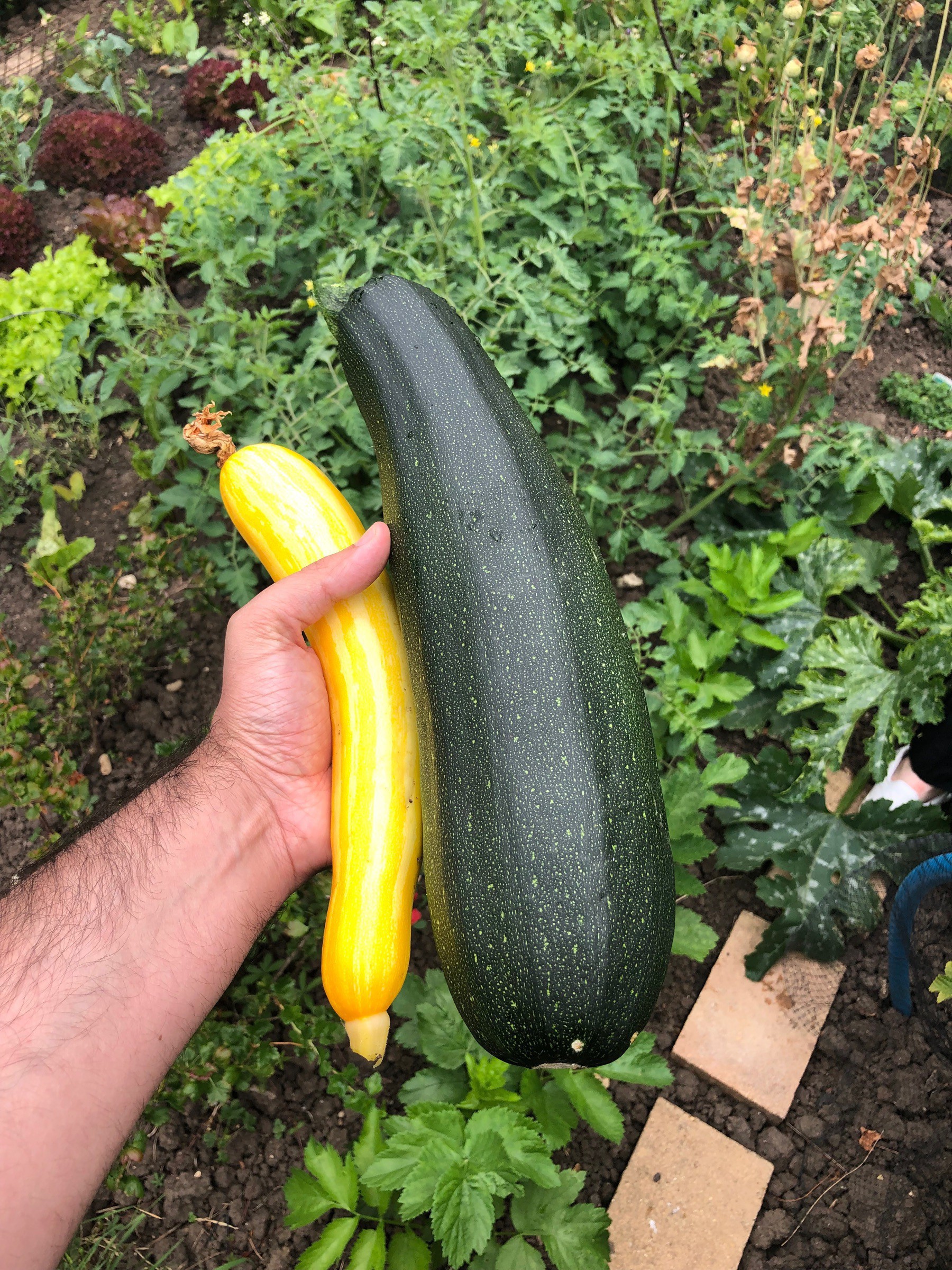 Yellow courgette and massive green courgette