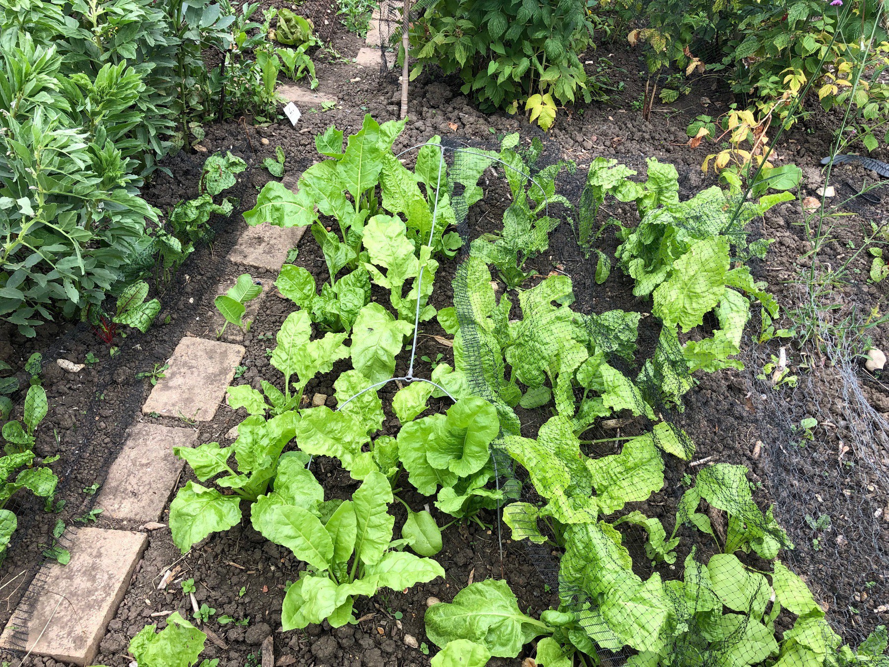 Spinach growing in the ground