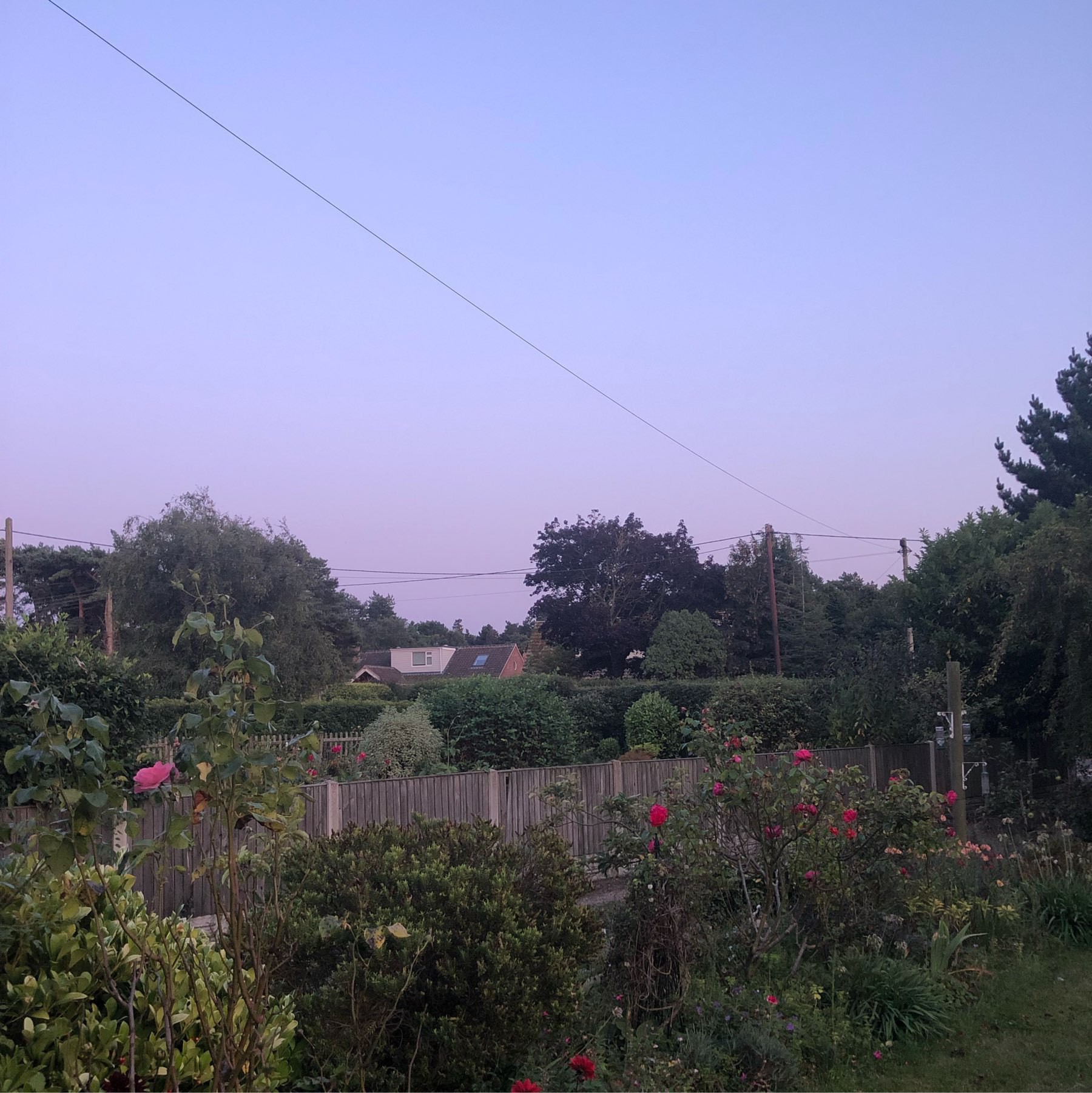 Blue and purple sky looking at the green garden with rose and red roses.