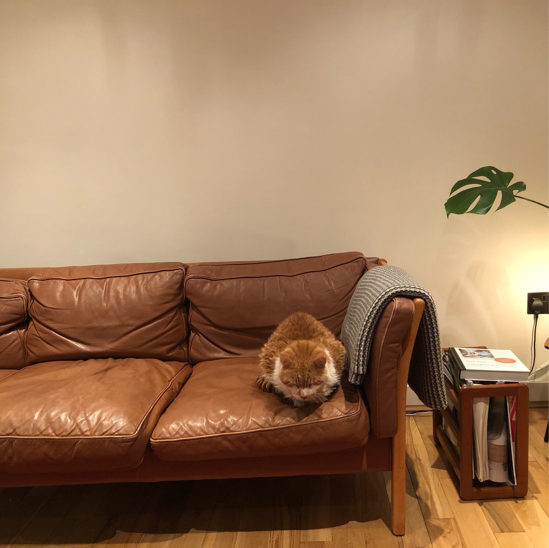 Orange cat in leather brown sofa