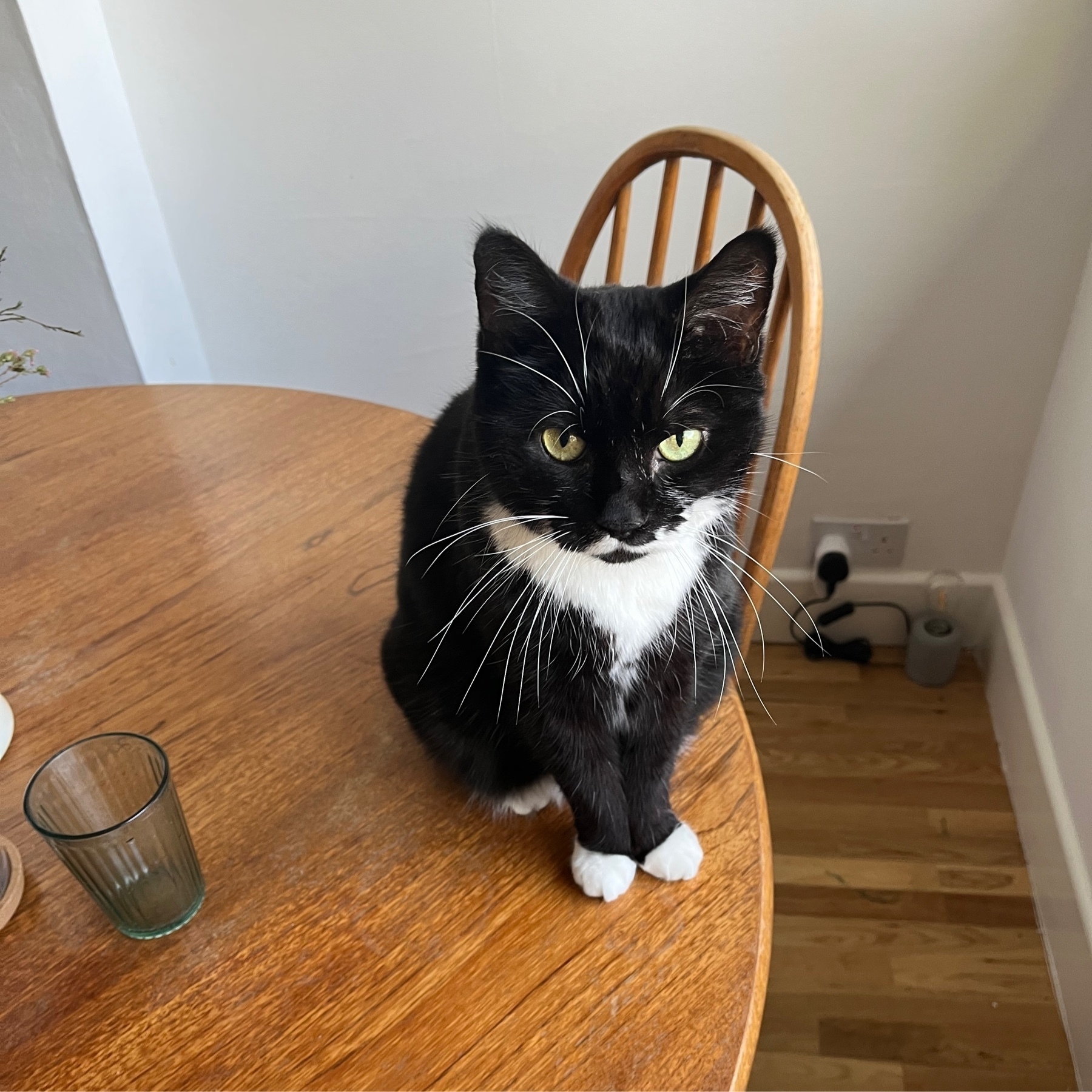 Tuxedo cat on top of a teak table next to a green glass with a teak chair behind her