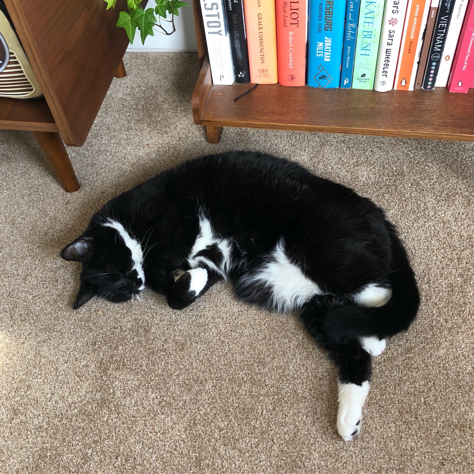 Black cat sleeping on brown carpet nexr to bookshelf