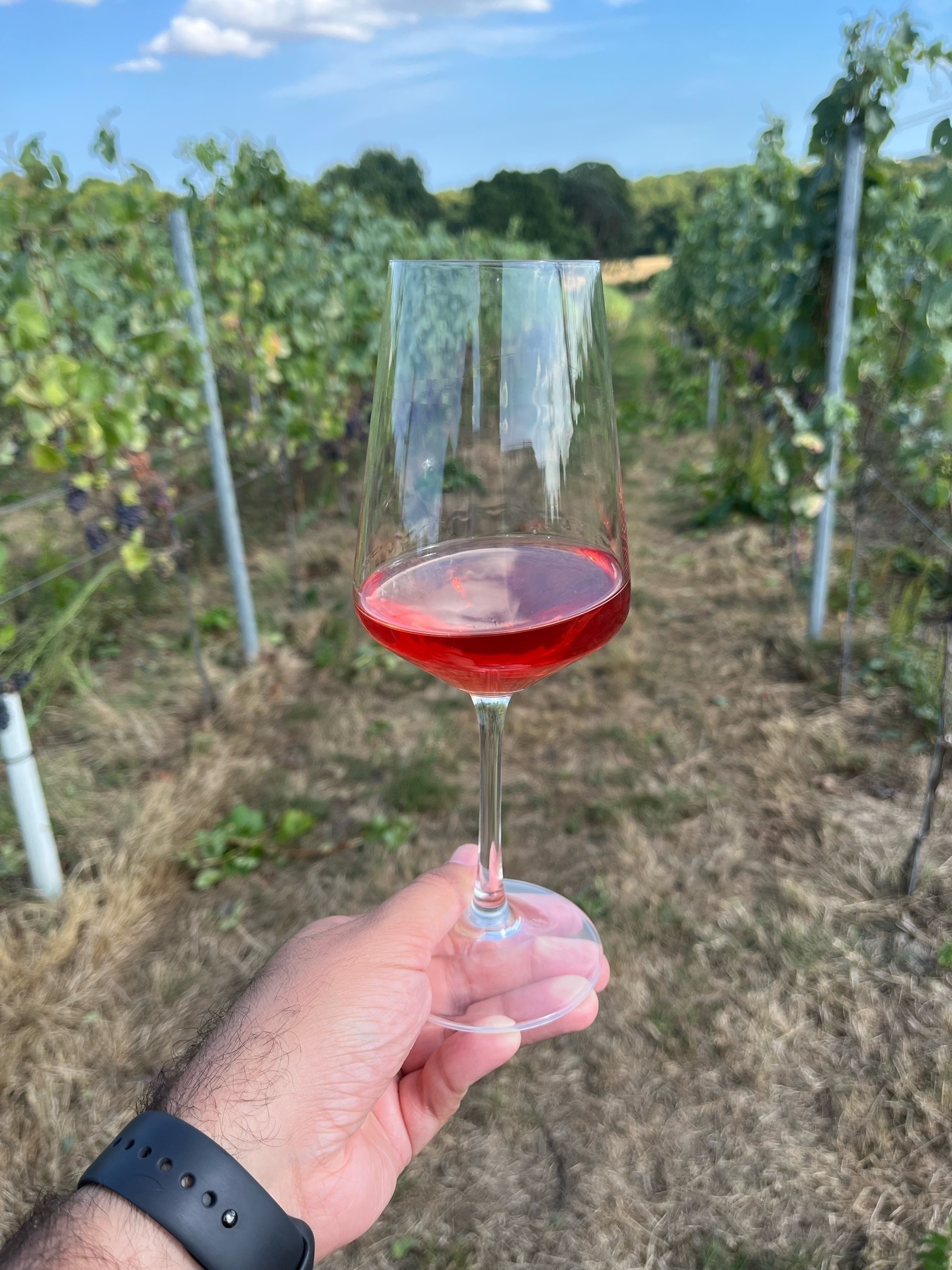 Wine glass with redish wine overlooking at a winery field