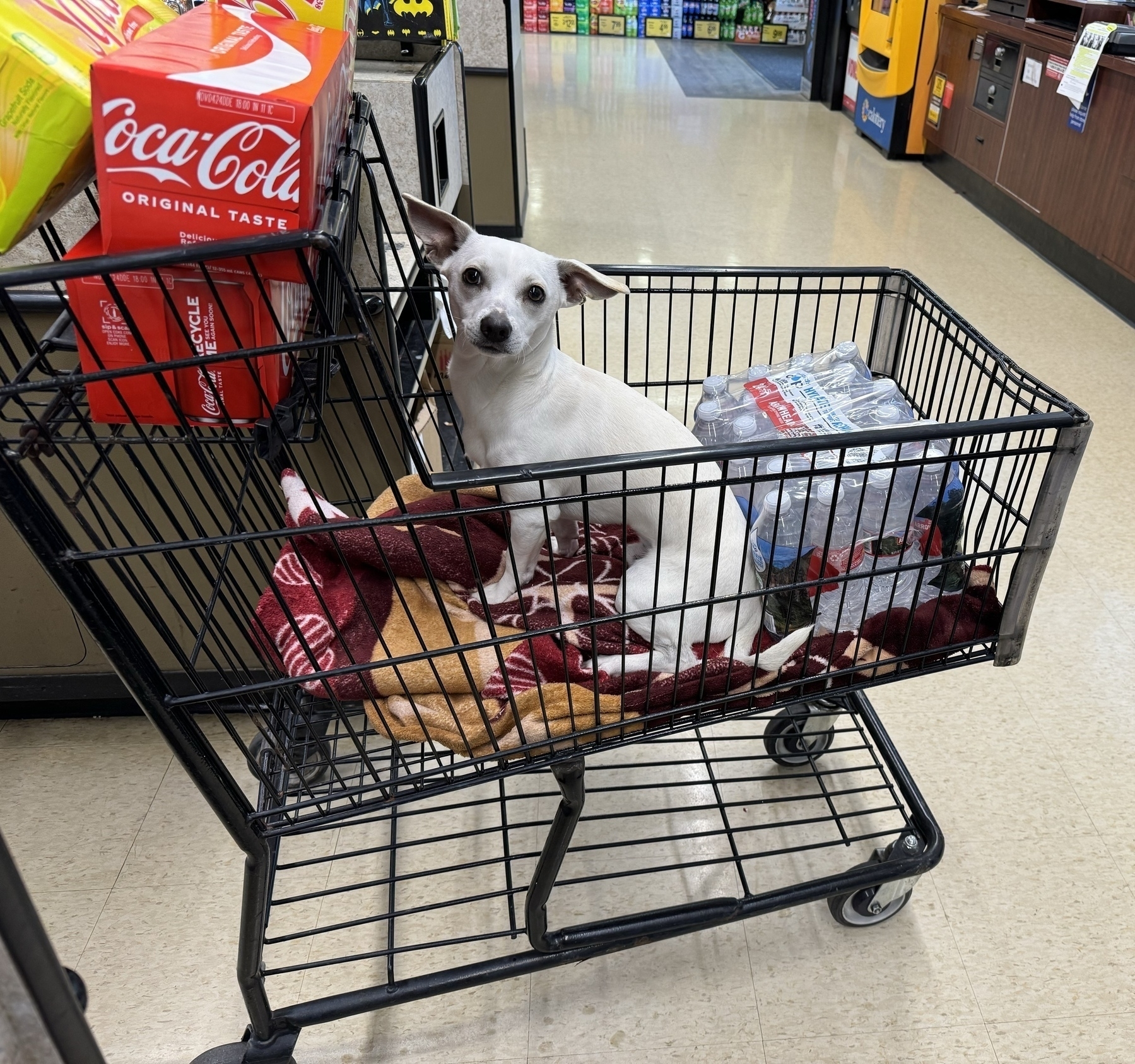 A cute little white dog in a shopping cart with a neatly folded towel beneath him as a cushion. ￼