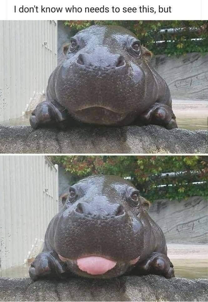 A two-photo collage of a pygmy hippopotamus. The top photo shows the hippo facing forward, resting its chin on a wall. The bottom photo is similar, but the hippo has its tongue sticking out. Text above reads, “I don’t know who needs to see this but”