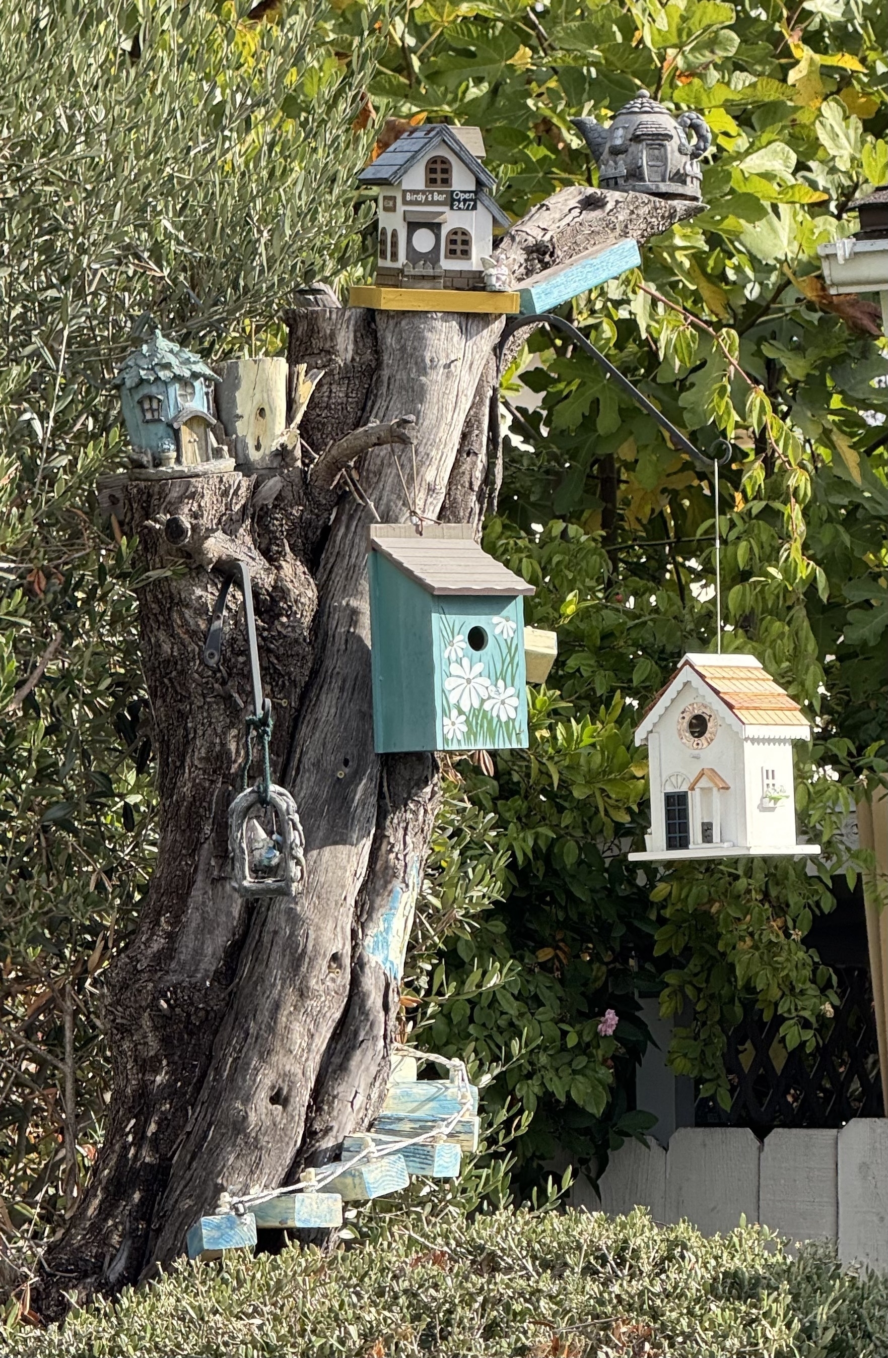 Birdhouses whimsically arranged on a tree trunk surrounded by lush greenery.