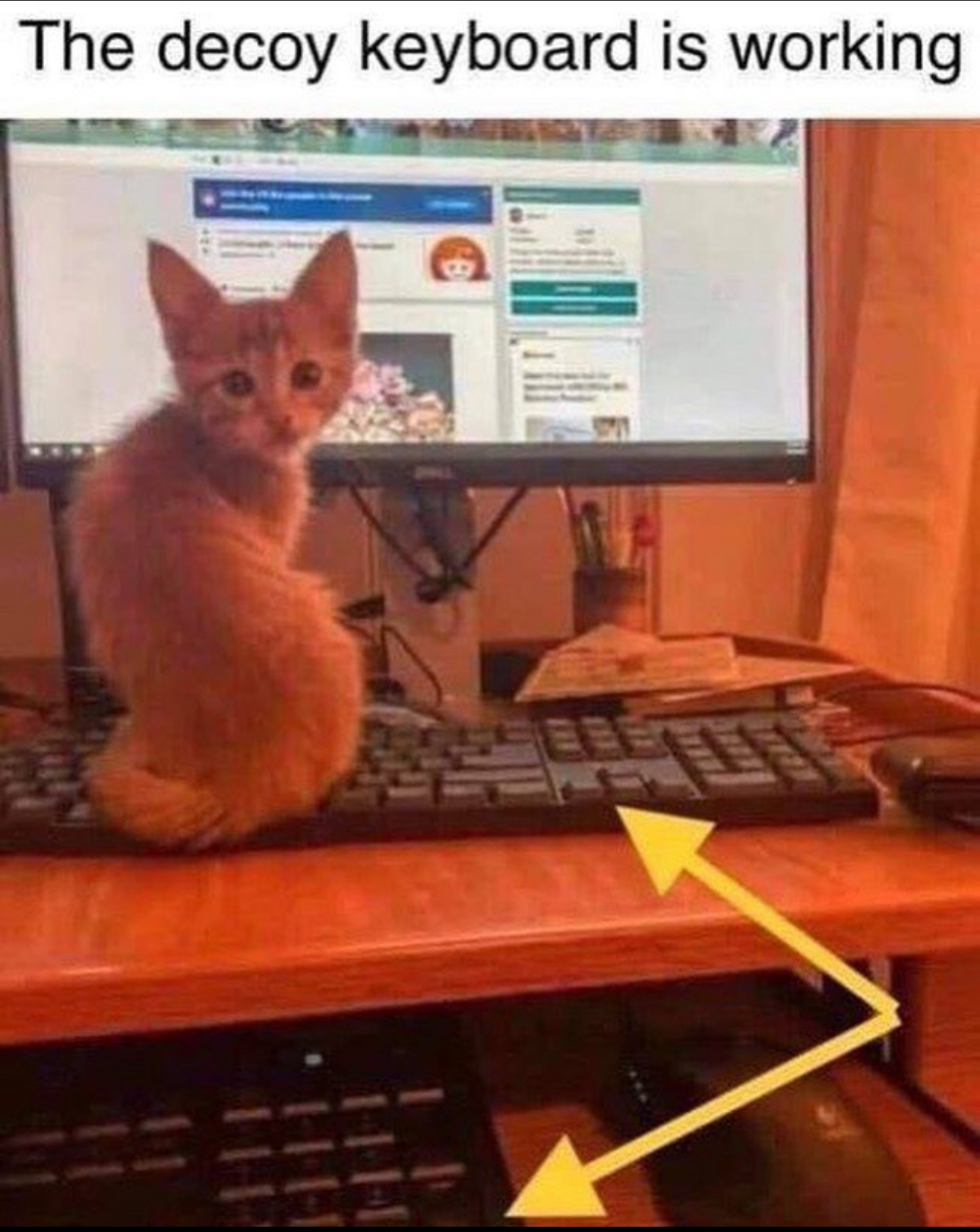A small orange kitten sitting on a computer keyboard with text above that reads “The decoy keyboard is working,” and an arrow pointing to a second keyboard under the desk.