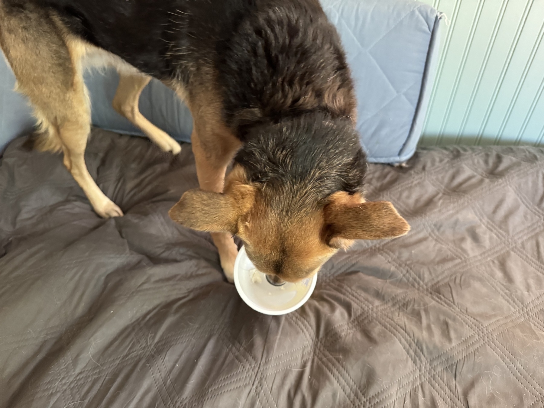 Dog standing on a daybed eating from the inside of a cottage cheese container. One of three photos, with various head and ear positions.