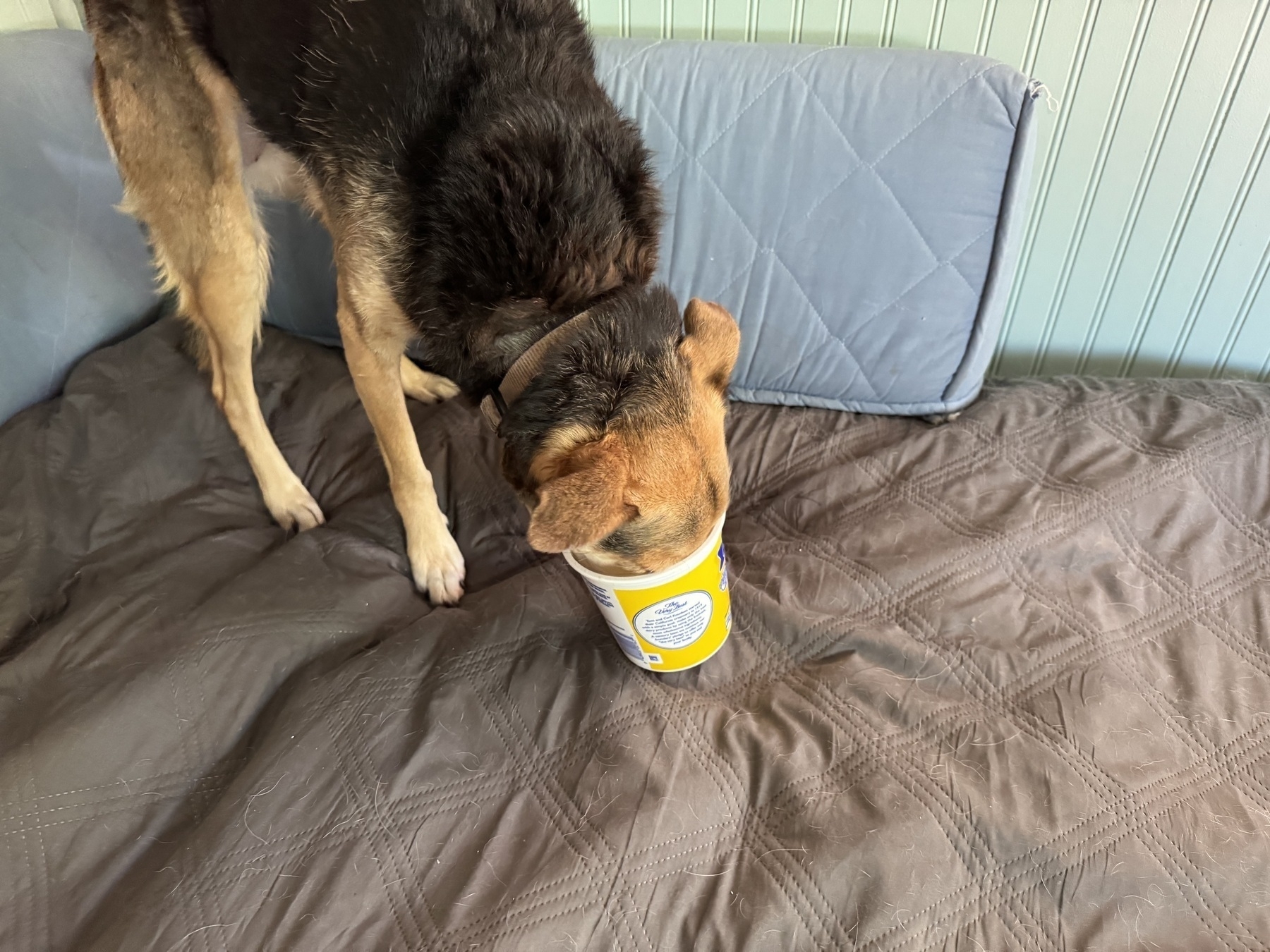 Dog standing on a daybed eating from the inside of a cottage cheese container. One of three photos, with various head and ear positions.