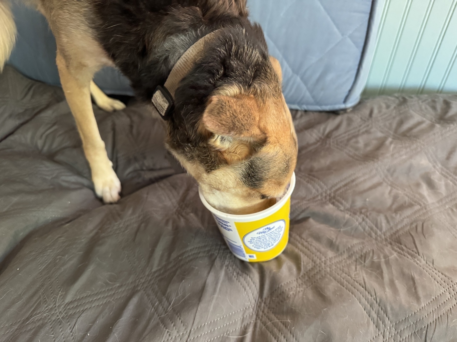 Dog standing on a daybed eating from the inside of a cottage cheese container. One of three photos, with various head and ear positions.