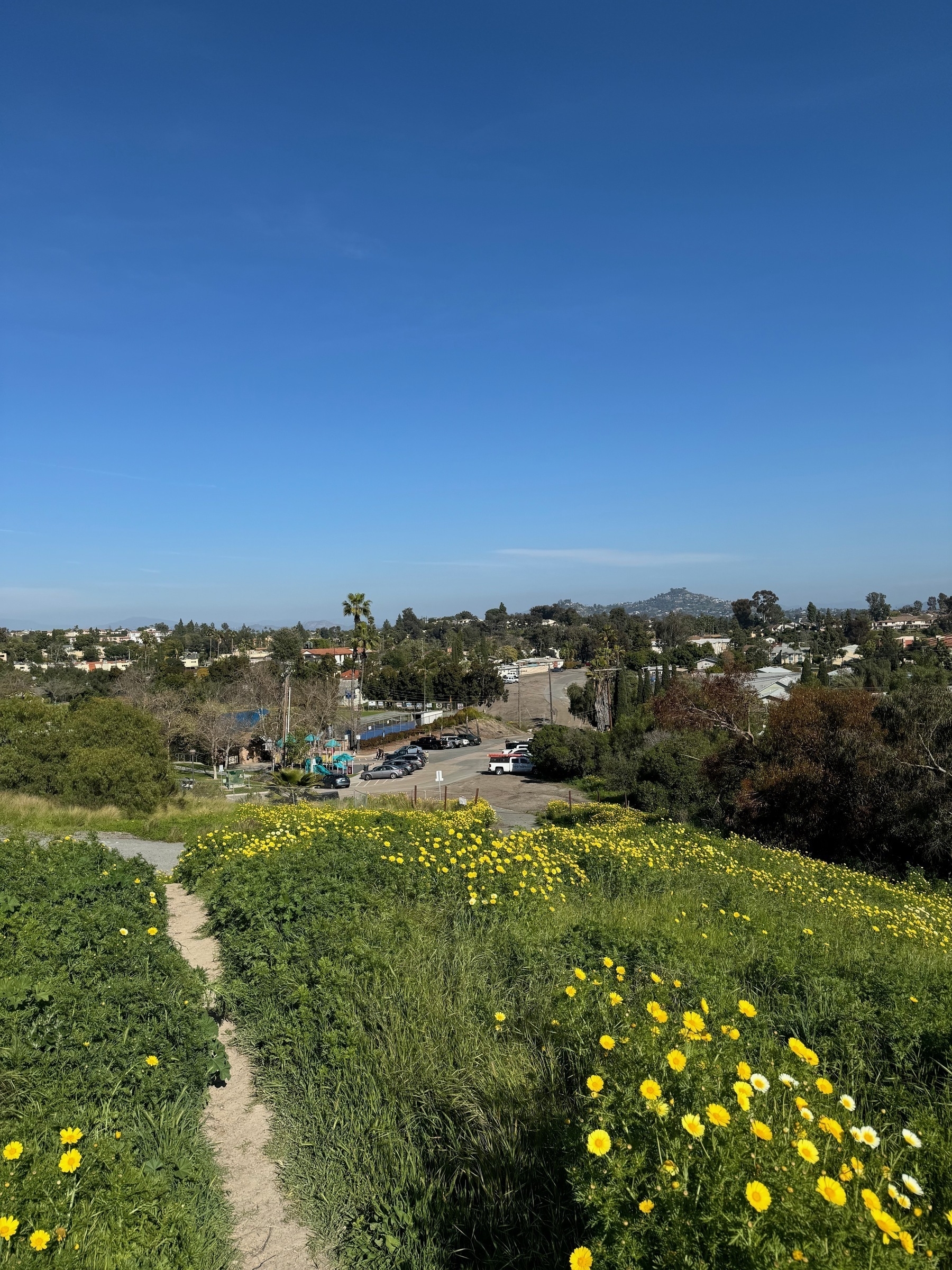 Photographer is standing on the top of a hill, with yellow flowers in the foreground and a commercial street in the background. In the far distance is a tall palm tree and small mountain. 