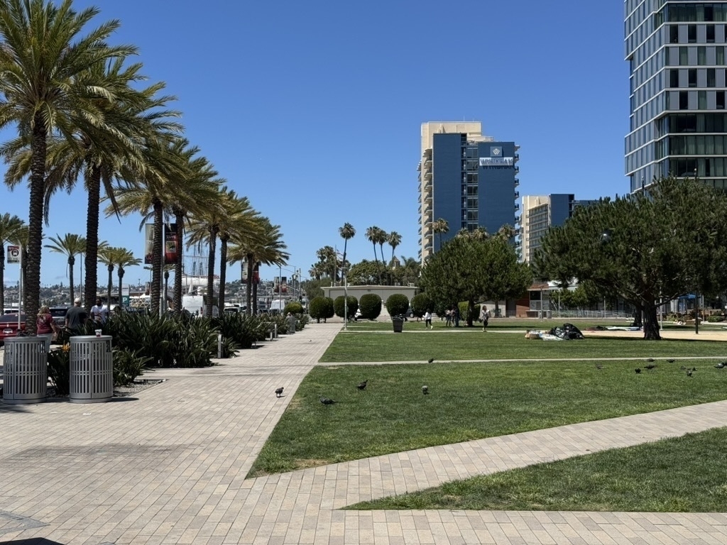 Auto-generated description: A sunny urban park features palm trees, a grassy area, a walkway, and buildings in the background.