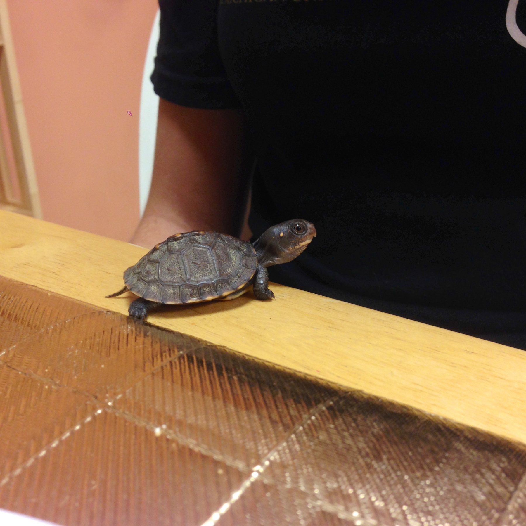 A small turtle on a table.