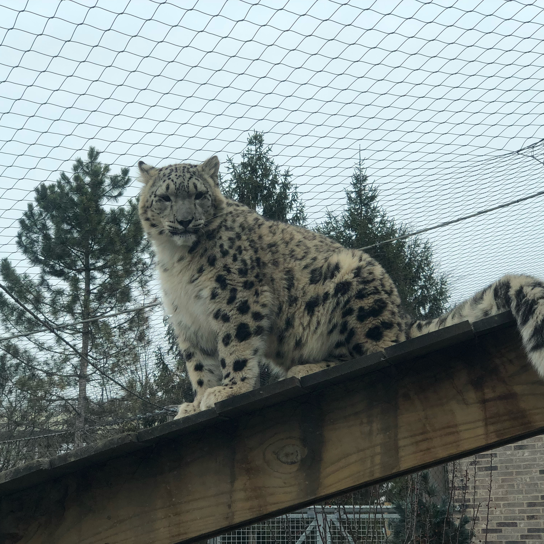 A snow leopard looking down at the viewer from atop a wooden beam.