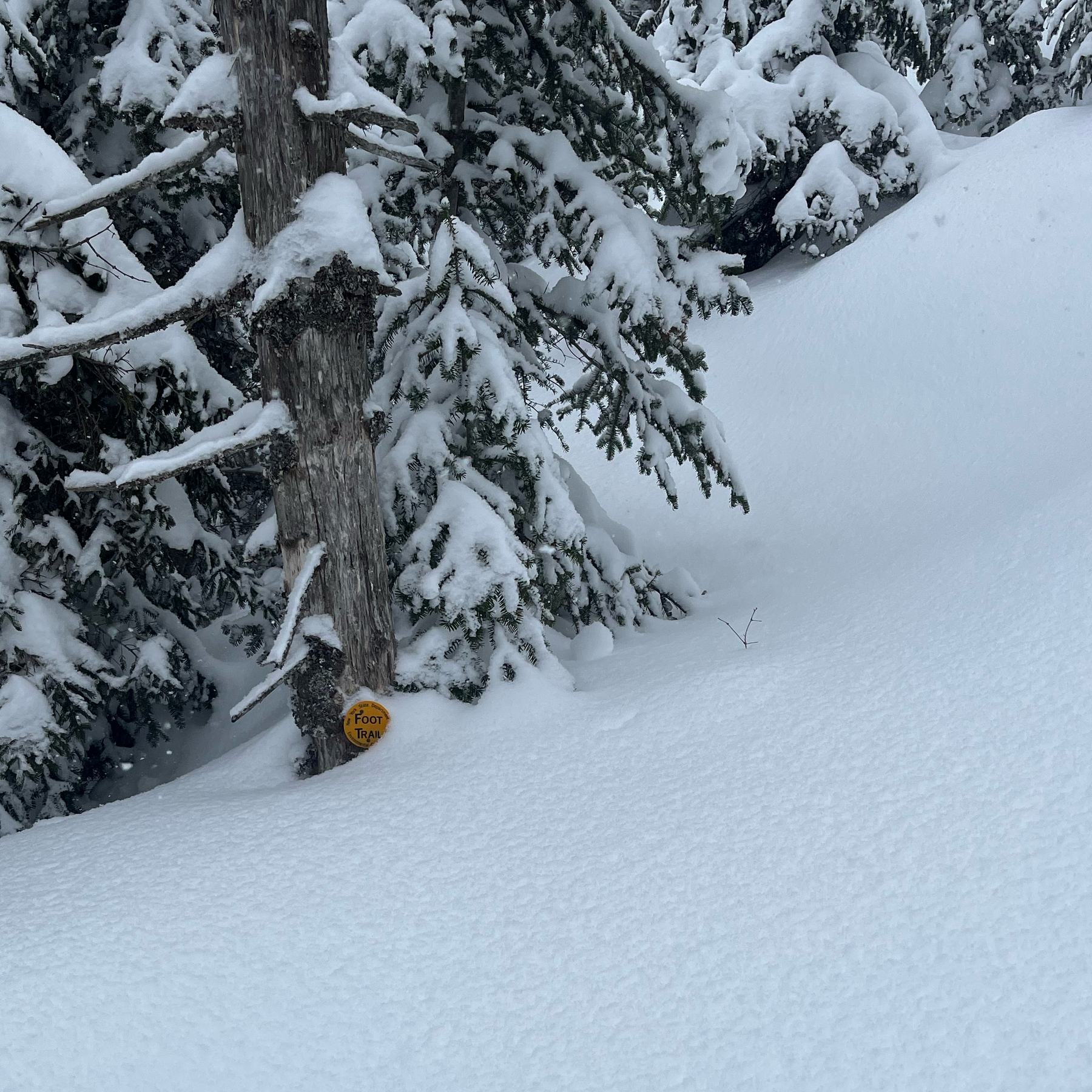 A tree with a “foot trail” marker nearly covered in snow.
