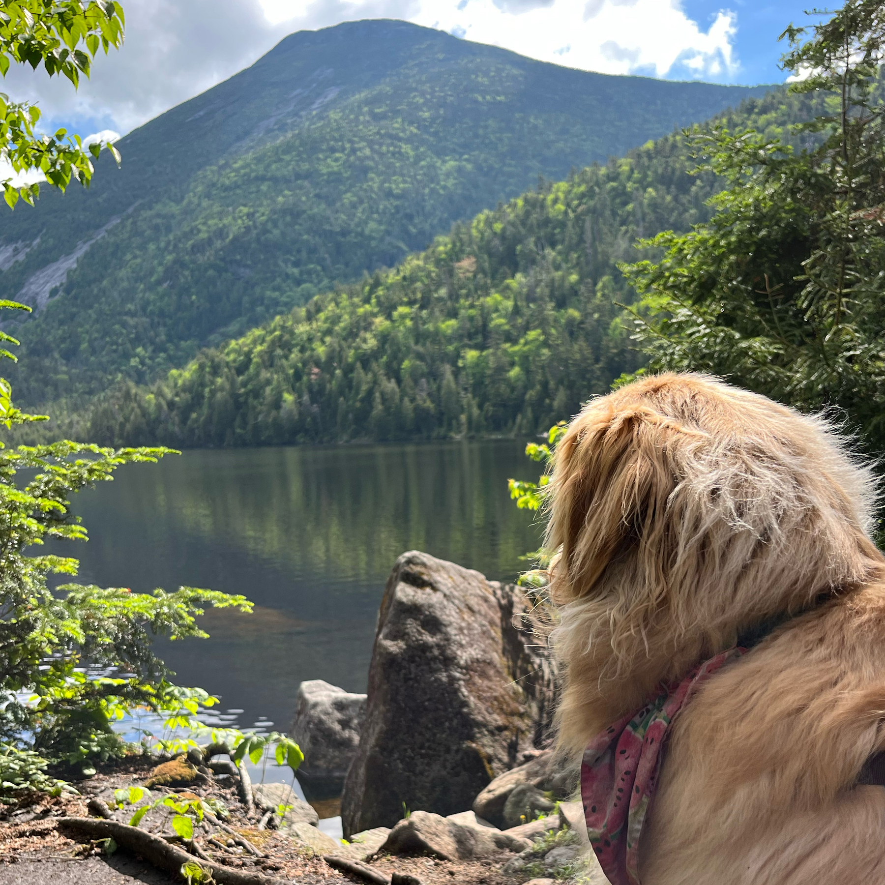 A mountain reflected in a lake at its base, with a dog in the foreground looking at it.